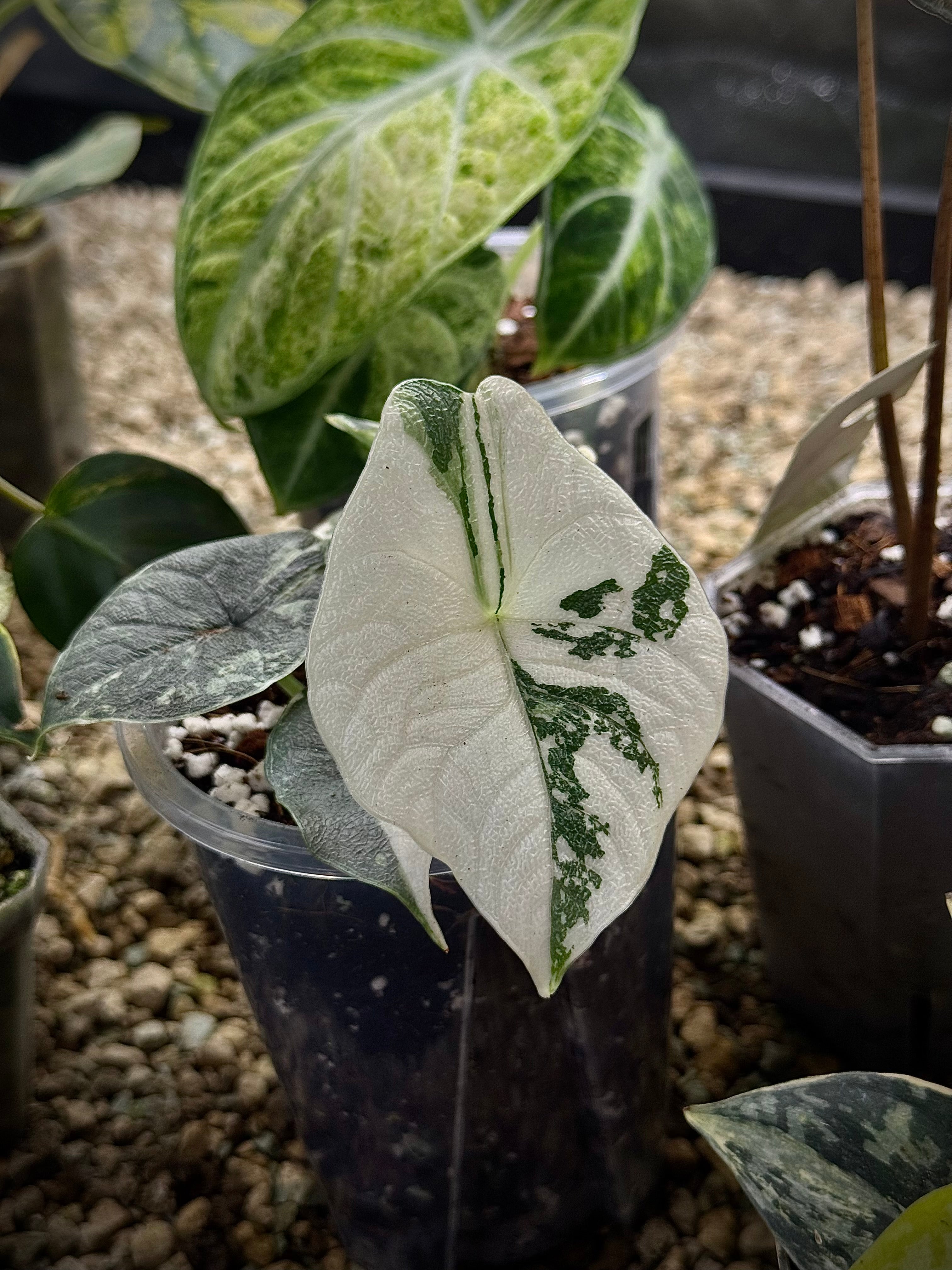 NFS: Alocasia Melo Albo Variegata - Rare Finds for Refined