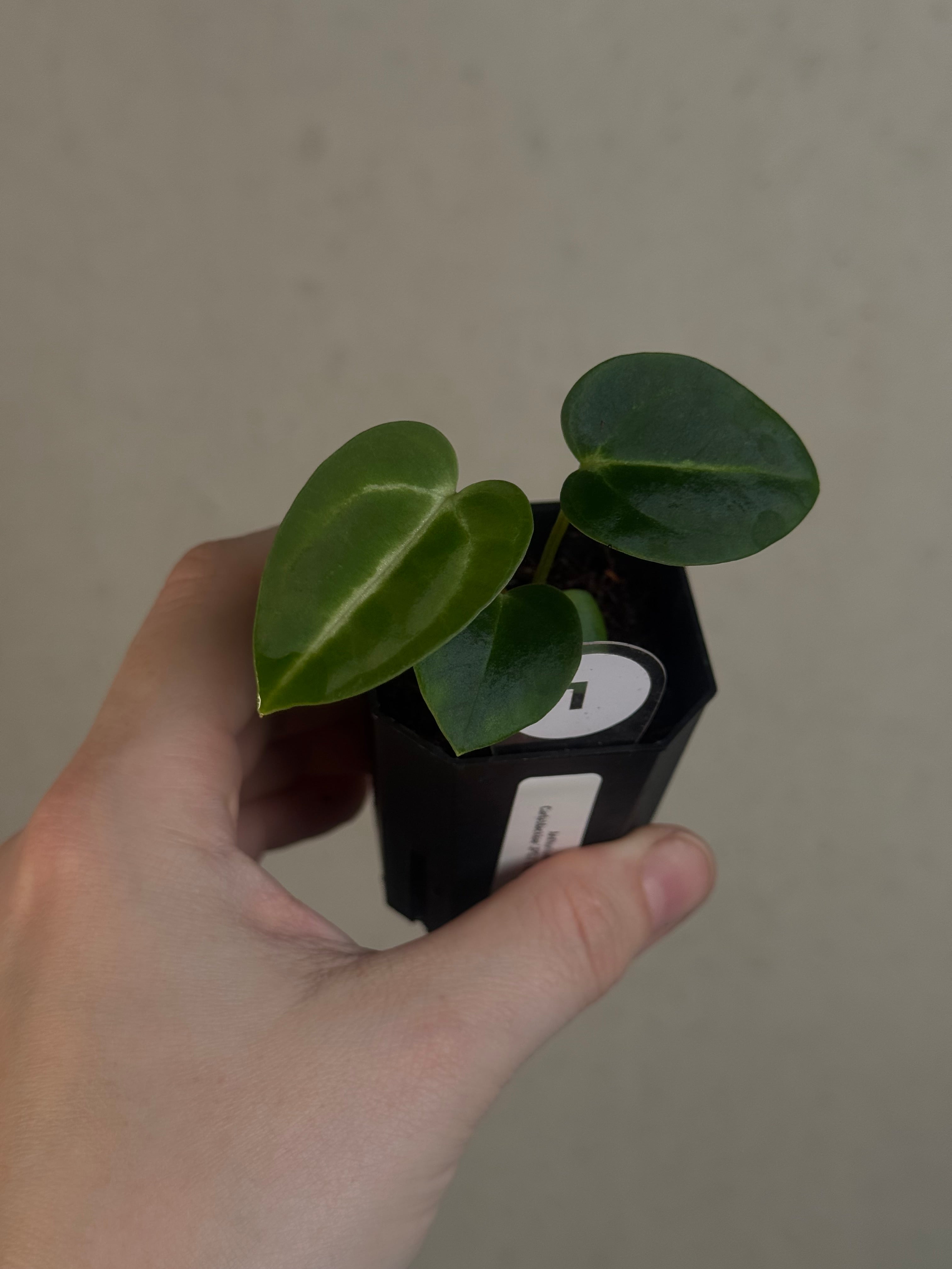 Anthurium Carlablackiae 'JPG.1' x RA10 S1