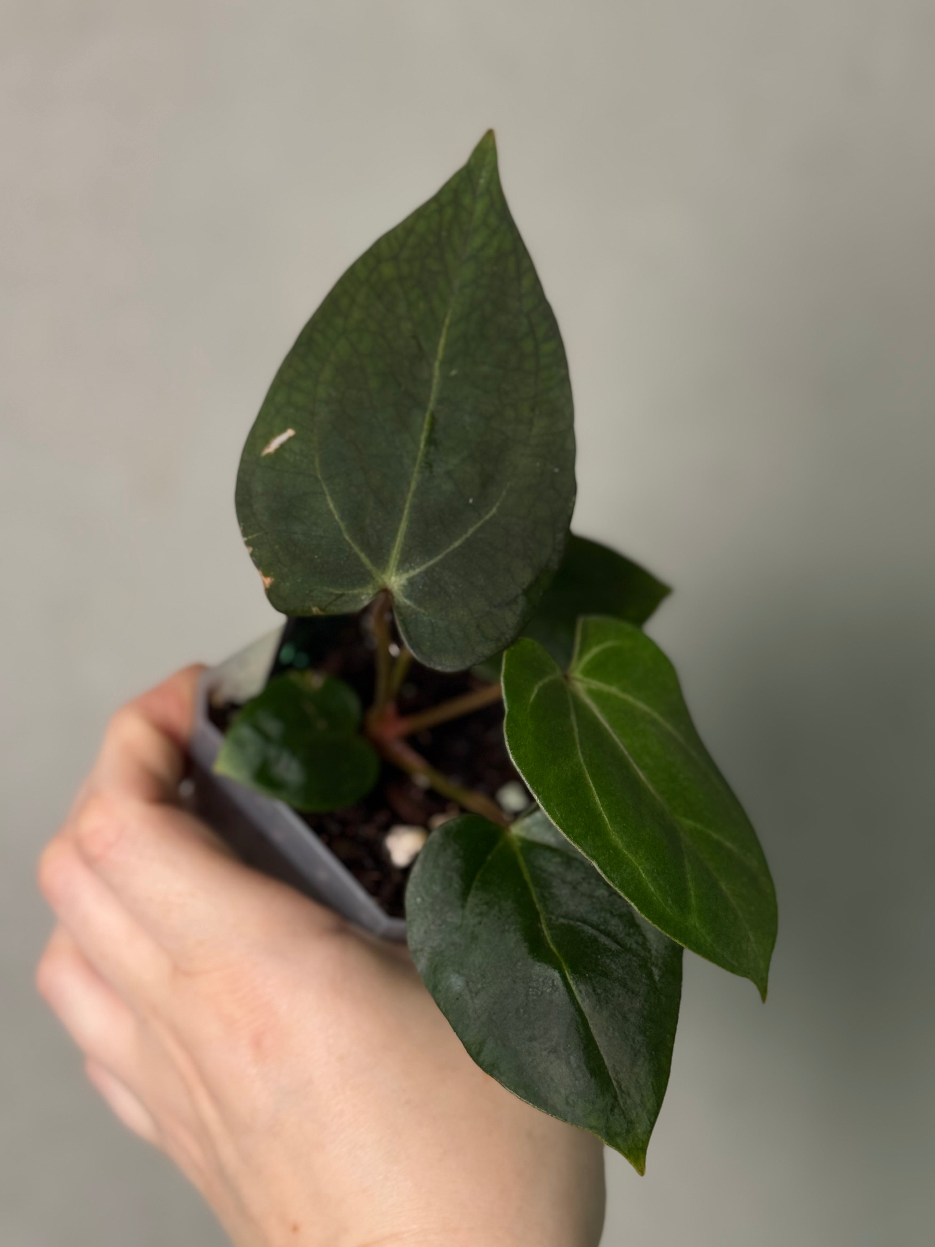 Anthurium Carlablackiae ('Round' x GPH-001) x Portillae 'Dorito'