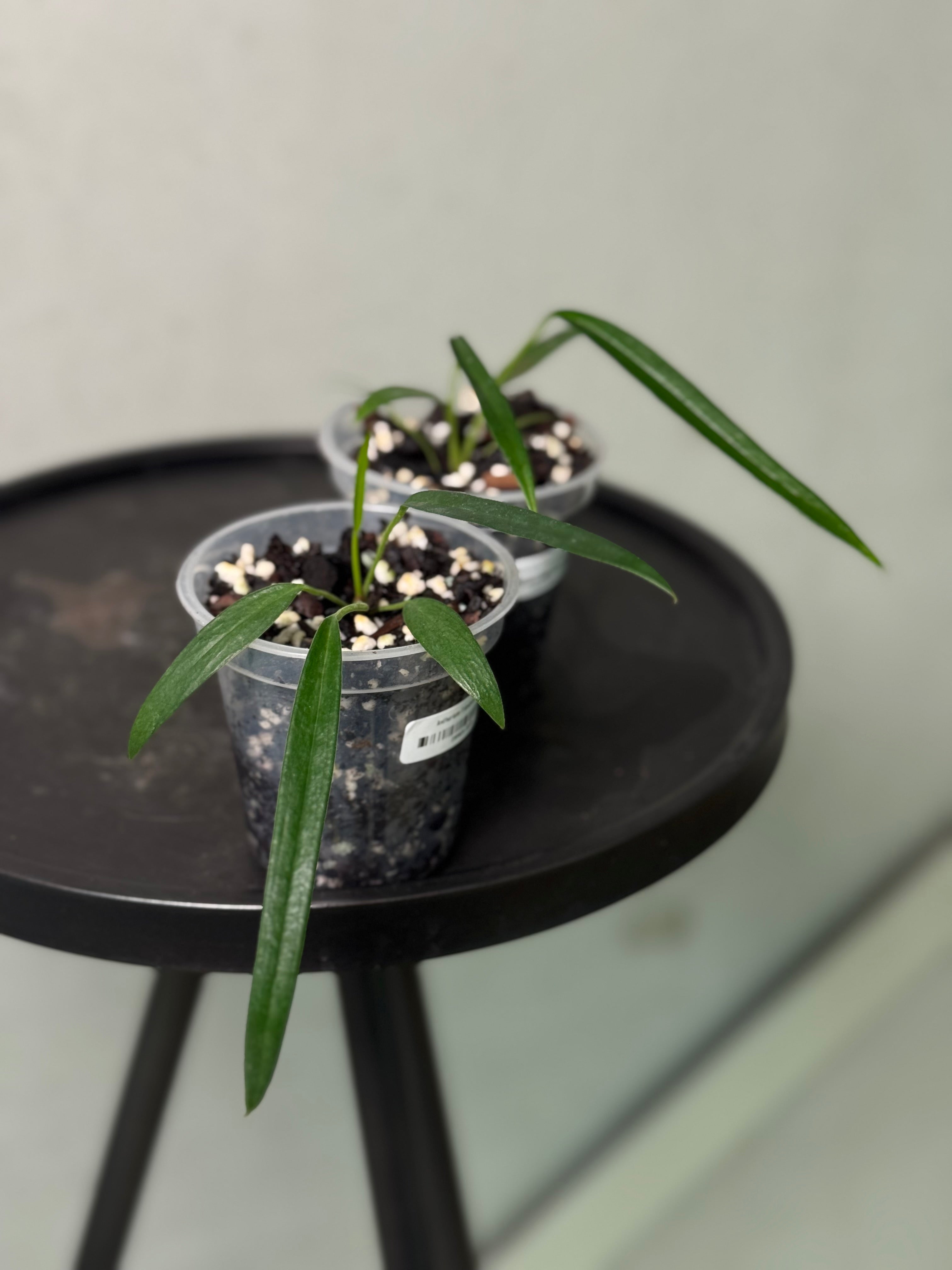 Anthurium Friedrichsthalii S1