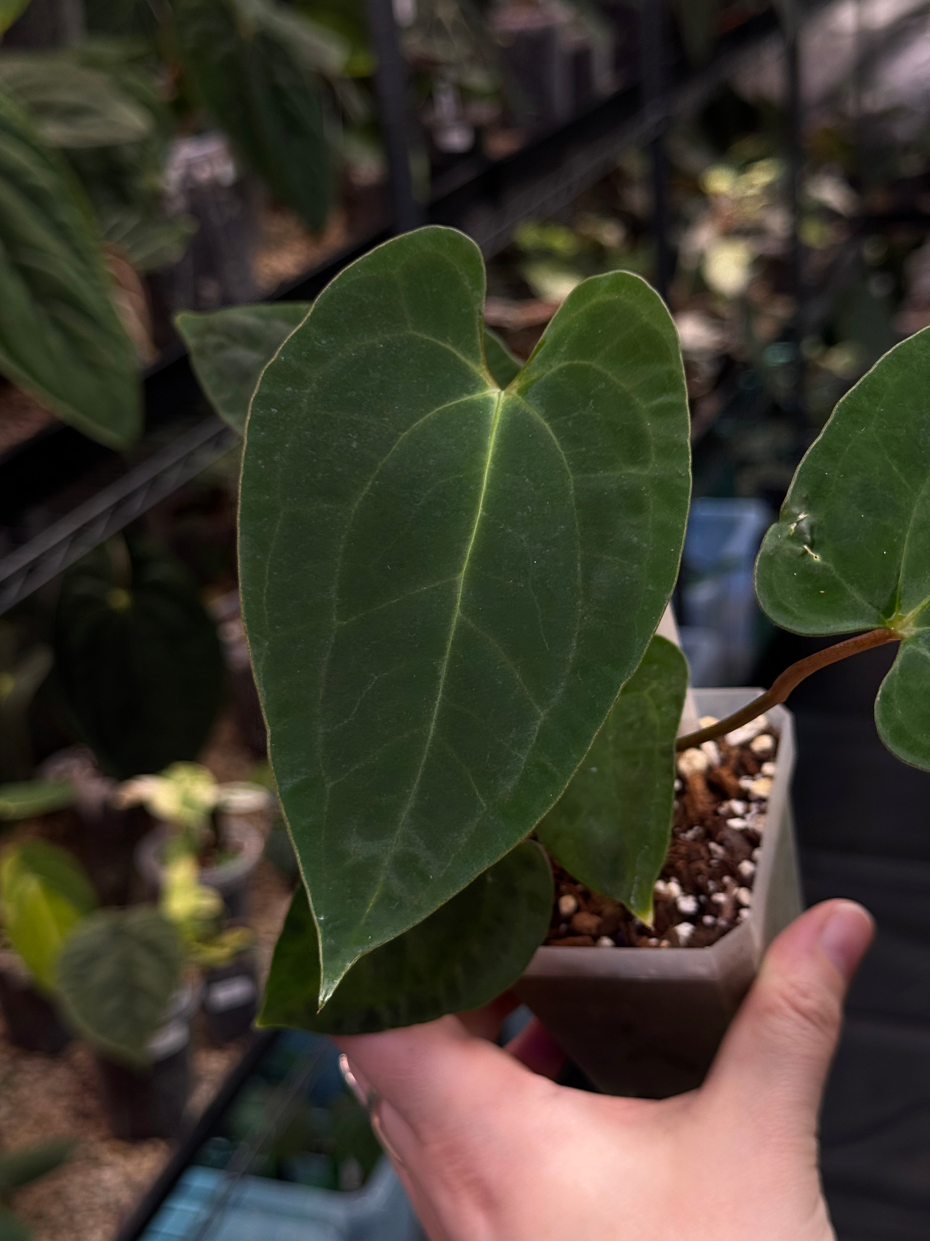 Anthurium RLxFS x NSE Papillilaminum
