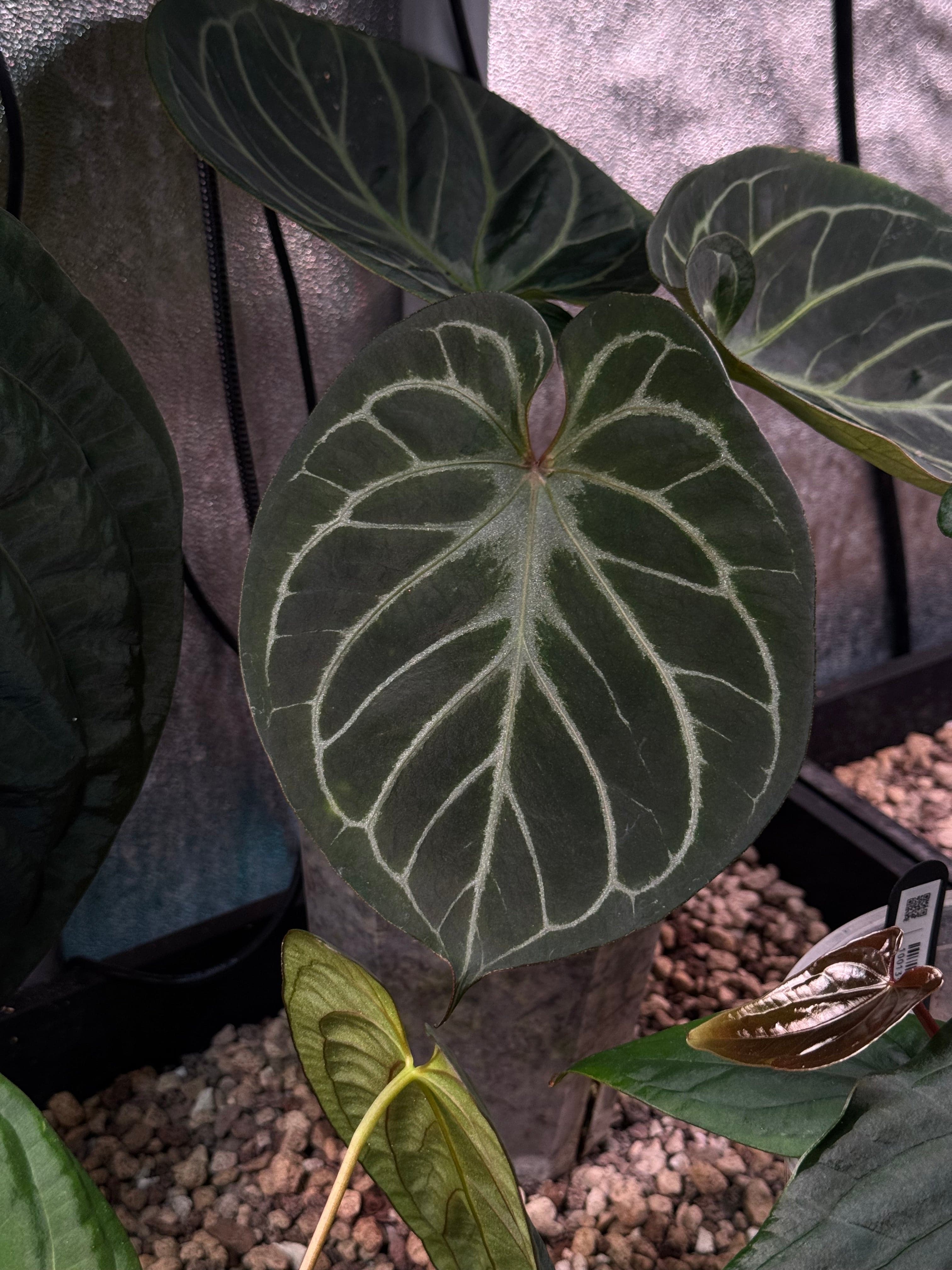 NFS: Anthurium HU x Red Crystallinum - Rare Finds for Refined