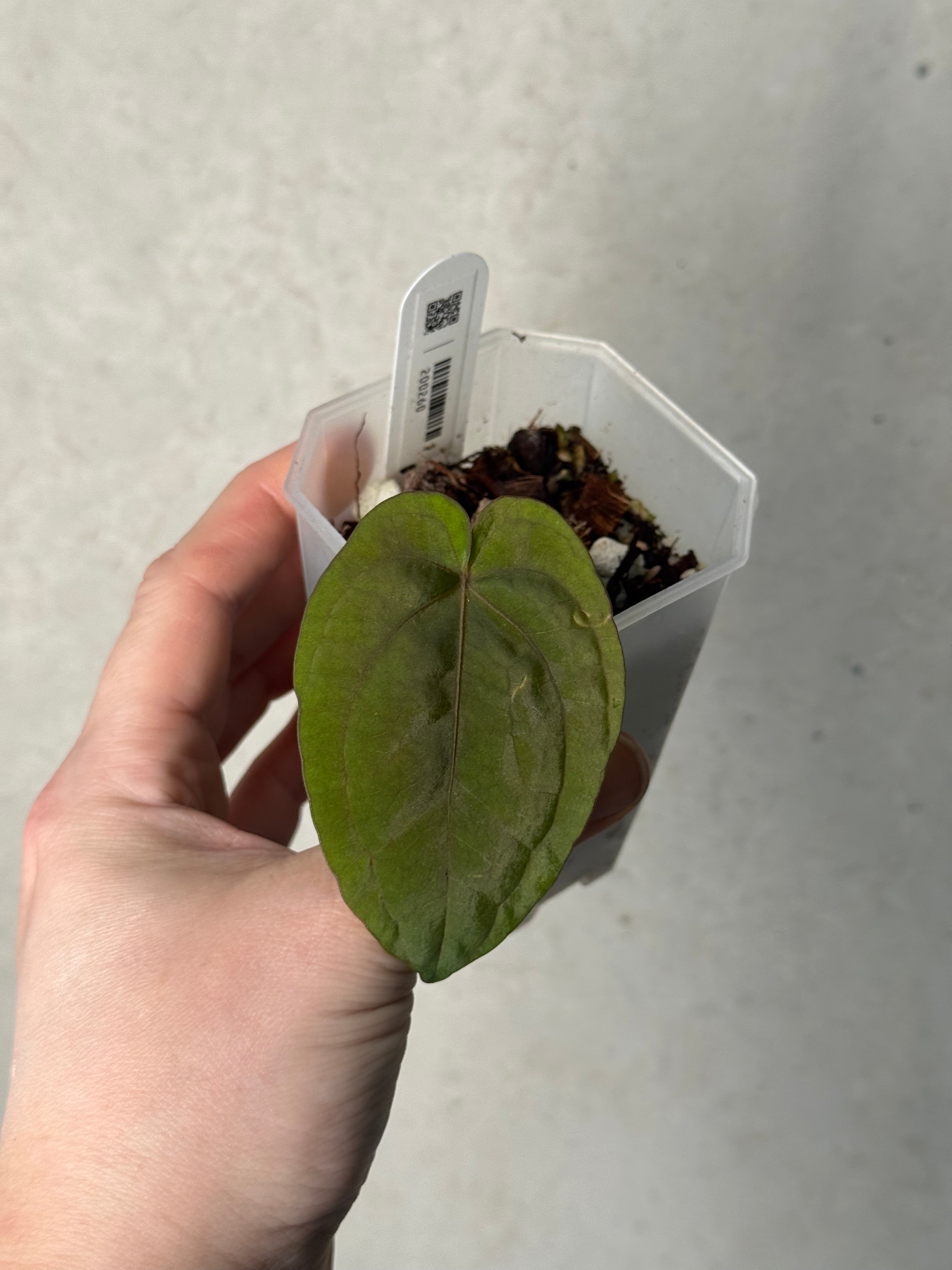 Anthurium Dressleri RG #2 x self - Clone - Pre-order