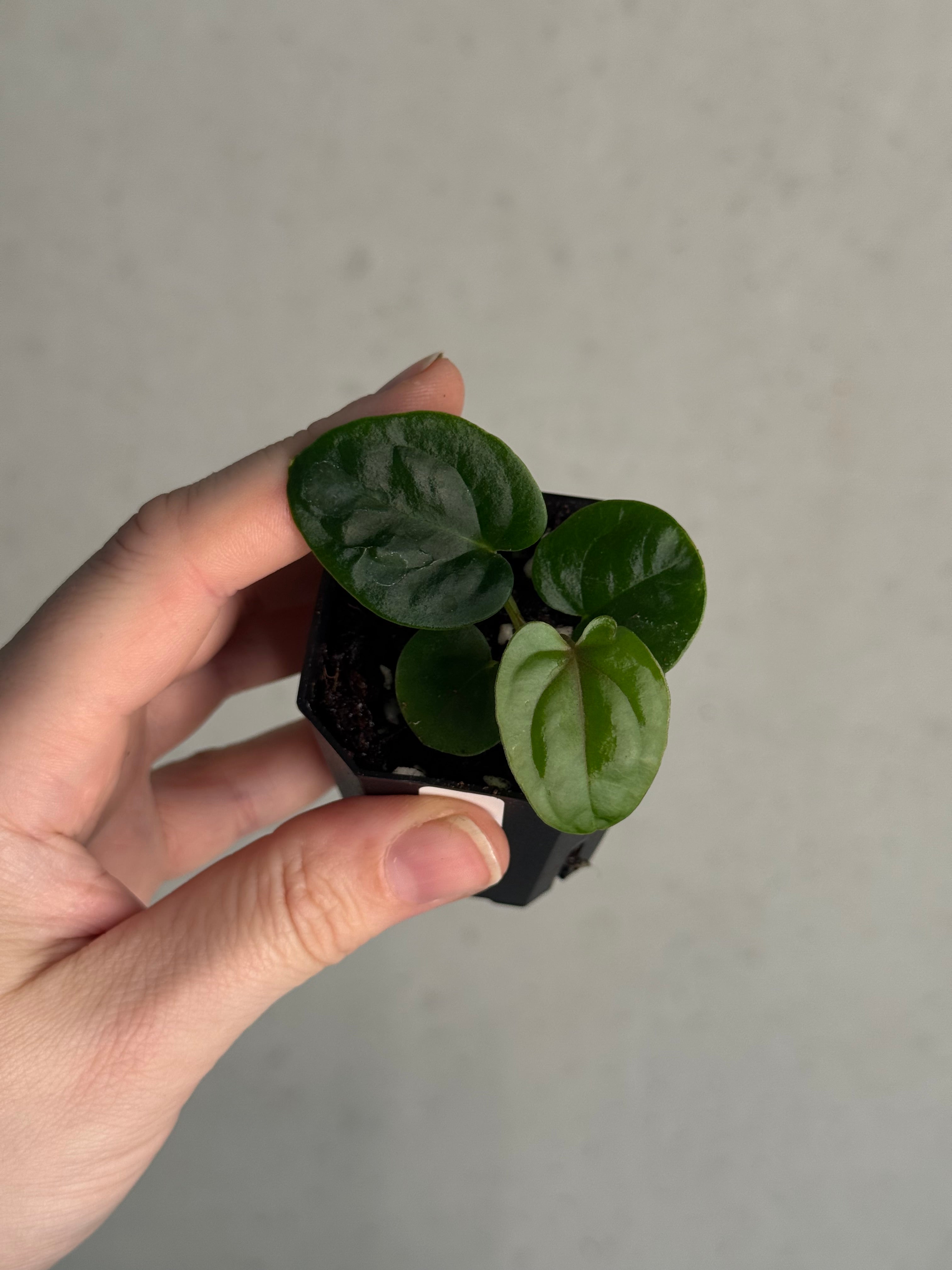 Anthurium Dressleri RG F3 (JV) x self