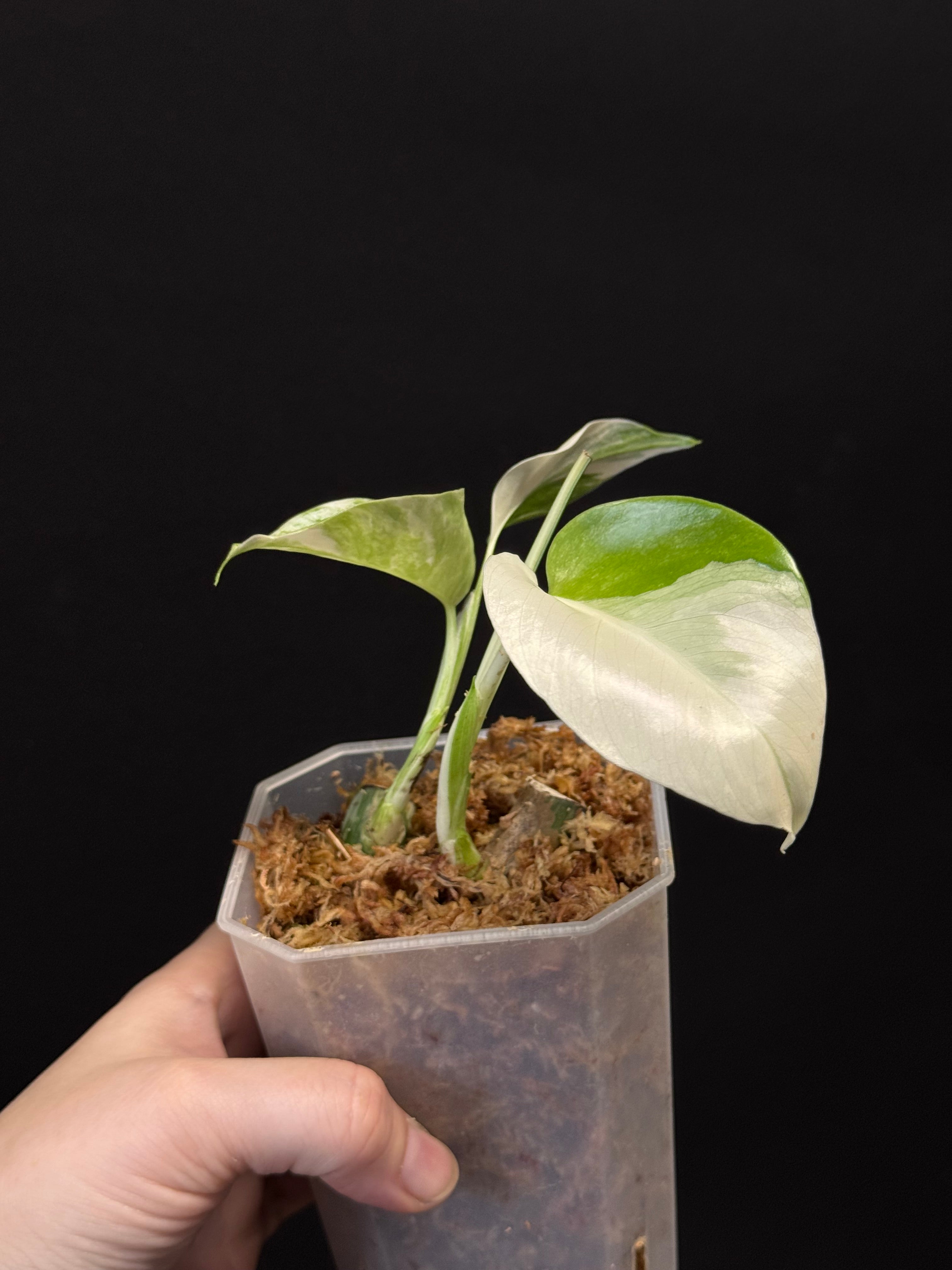 Monstera Albo Variegata