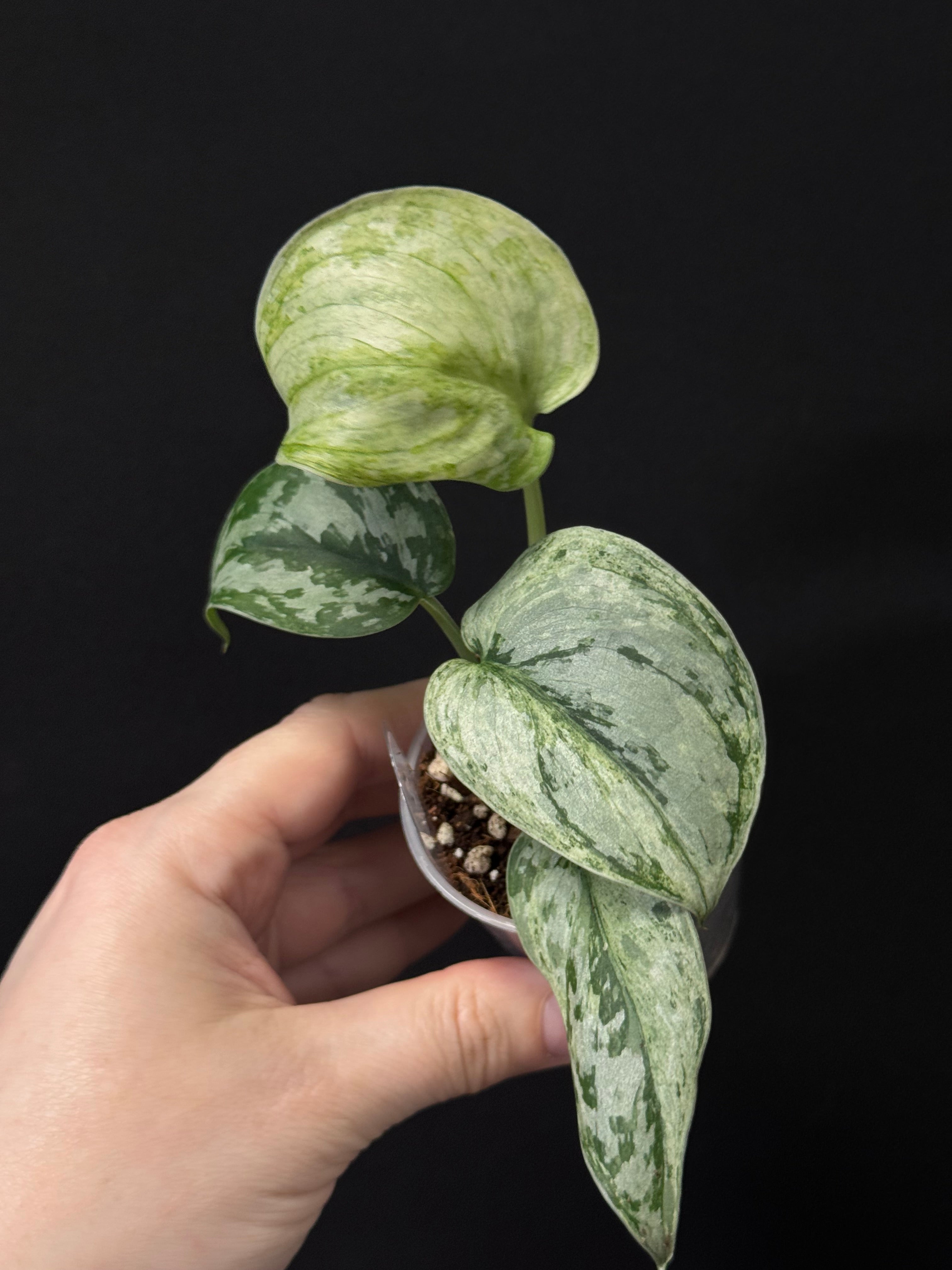 Scindapsus Peasun
