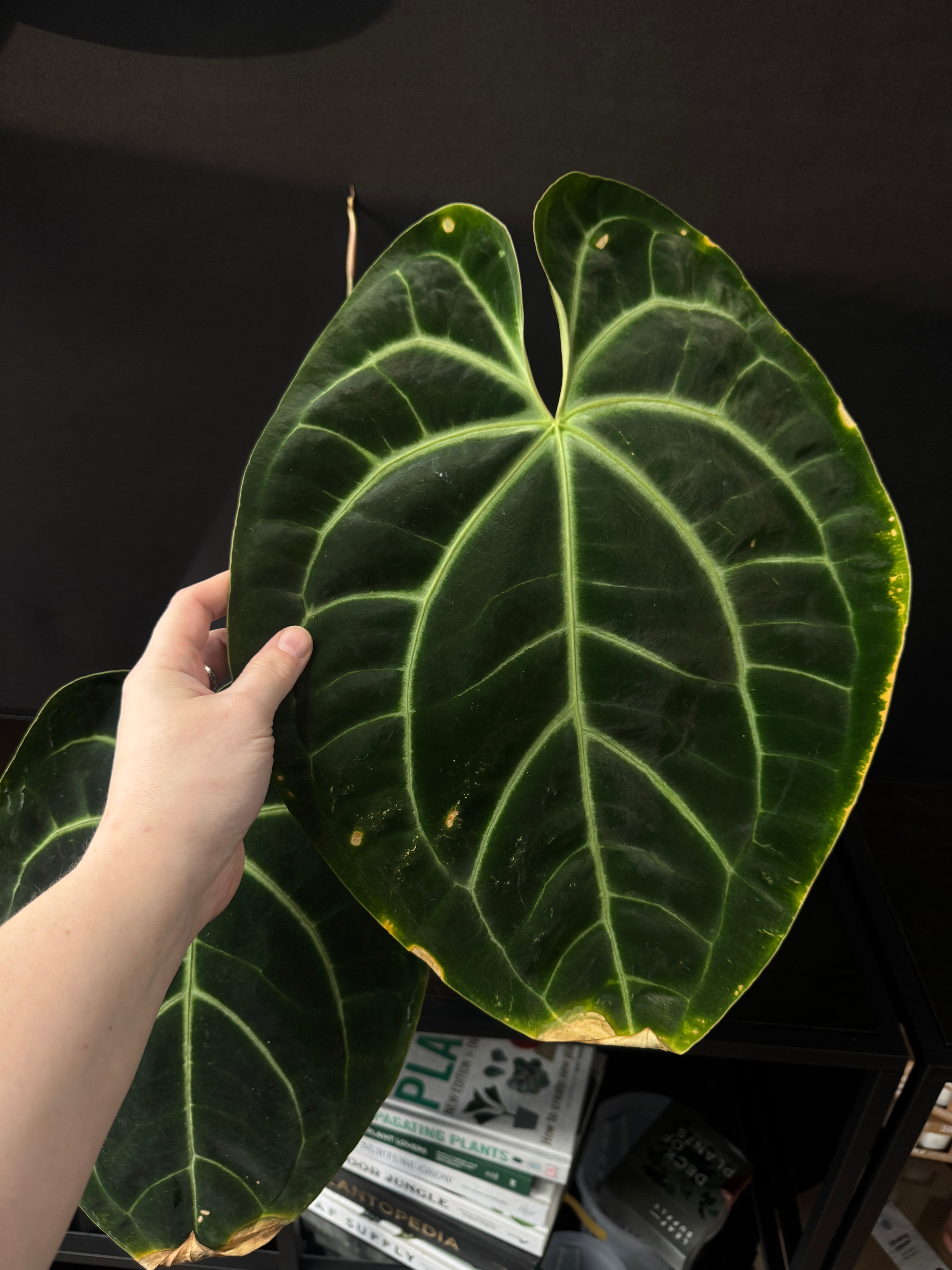 Anthurium Besseae aff [B-Grade] (flowering)