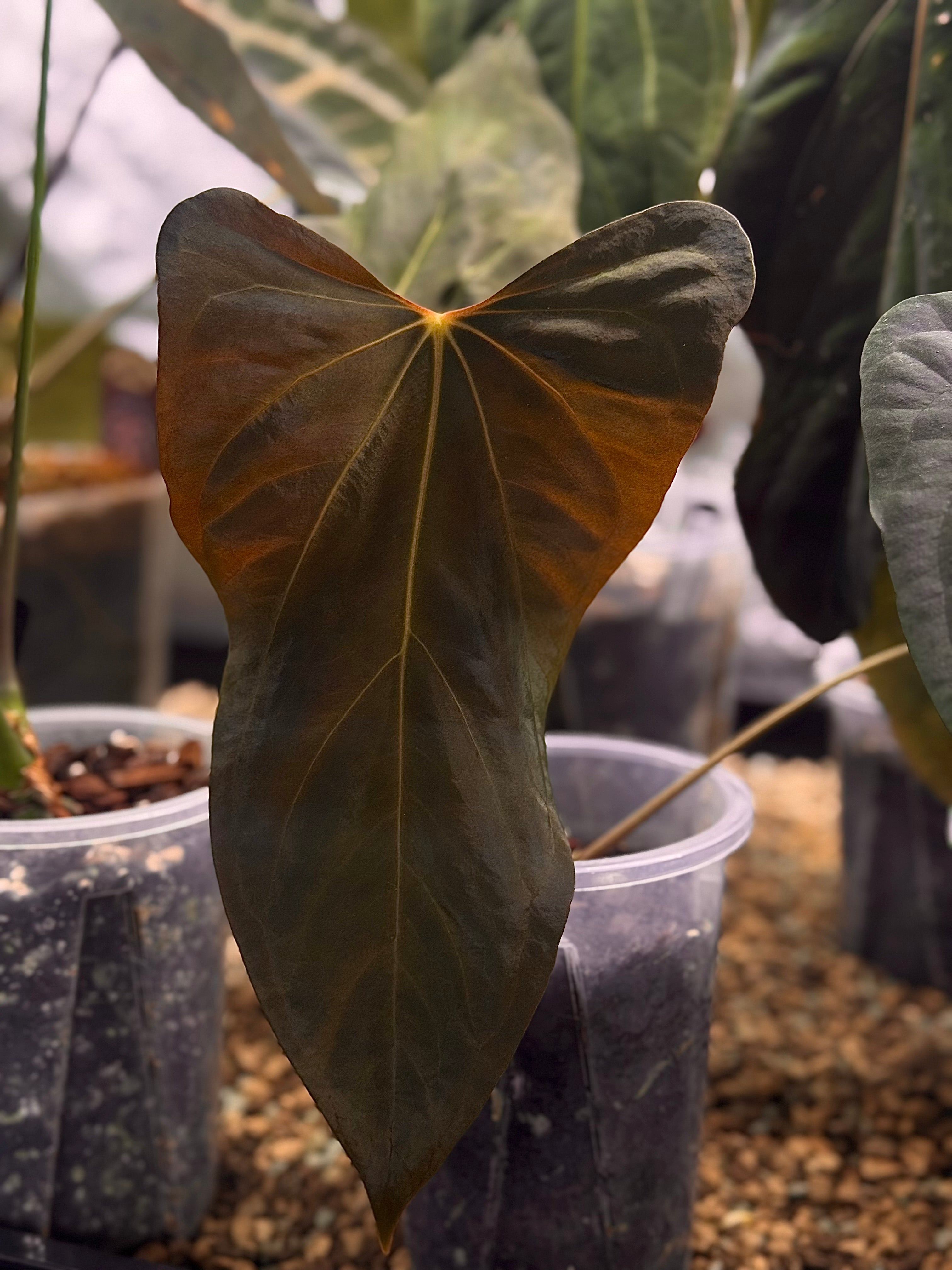 NFS: Anthurium sp. Nov DF