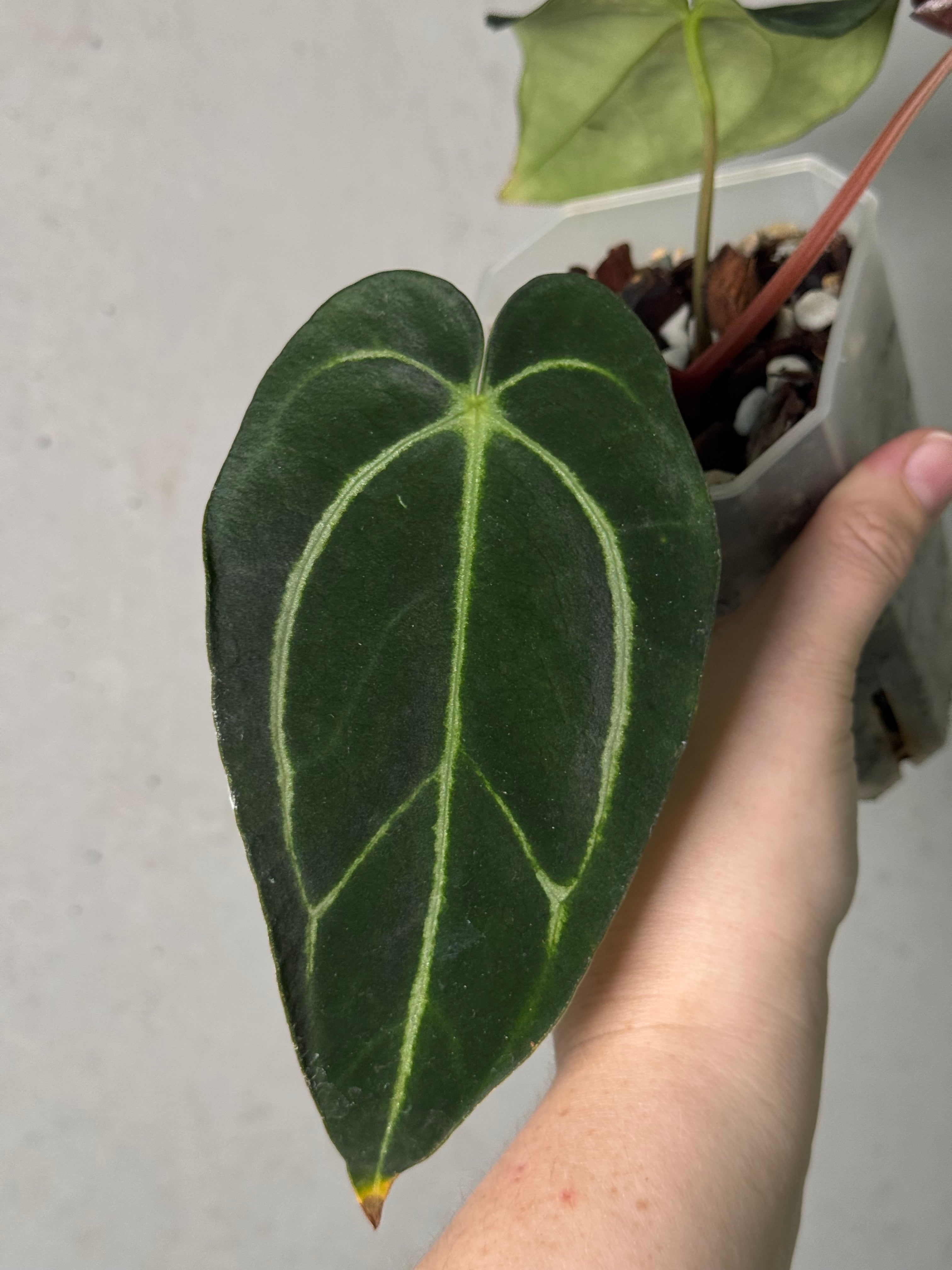 Anthurium Carlablackiae