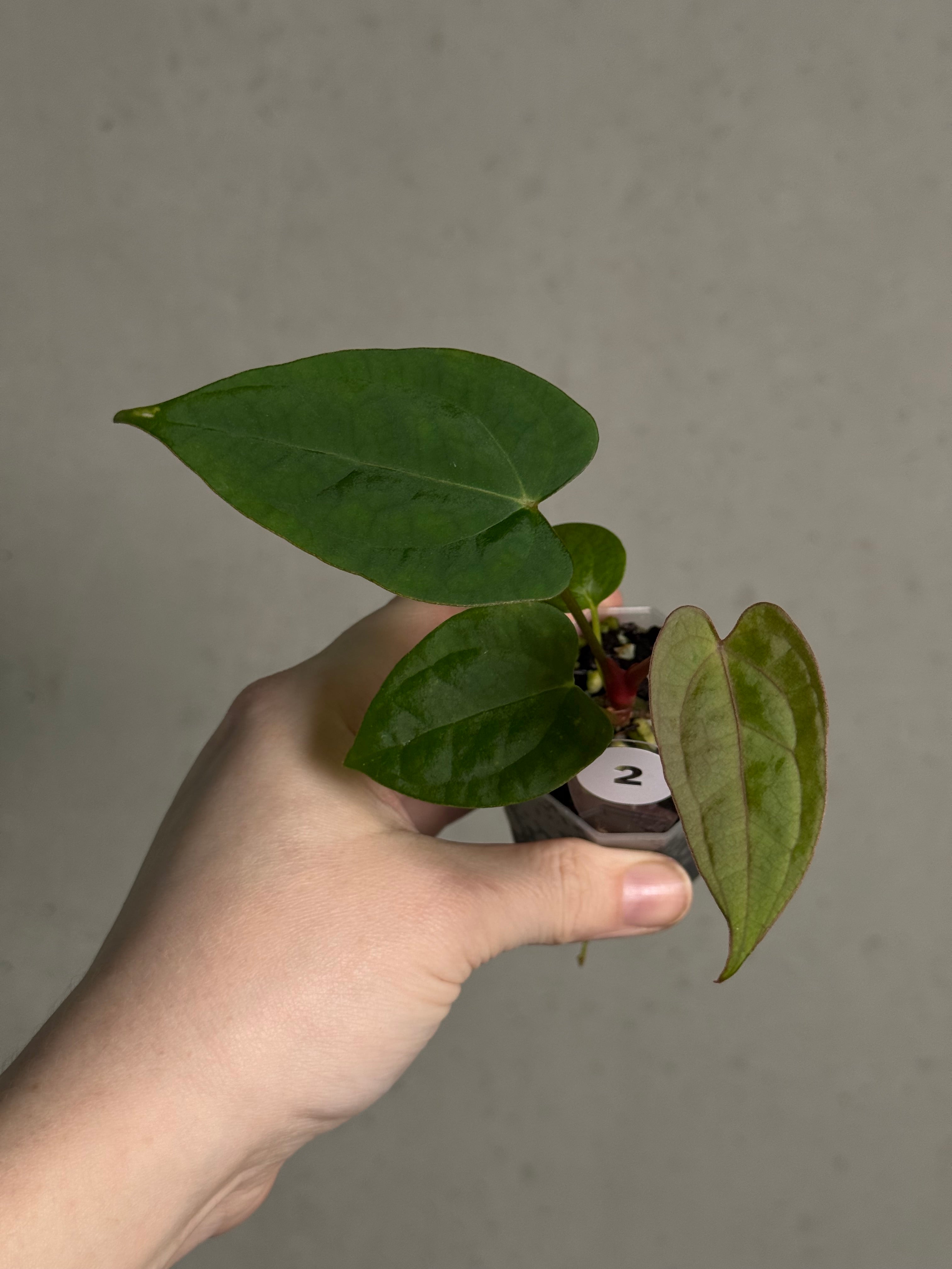 Anthurium (Blue Papillilaminum x Forgetii) x (Papillilaminum XOne x XOne)