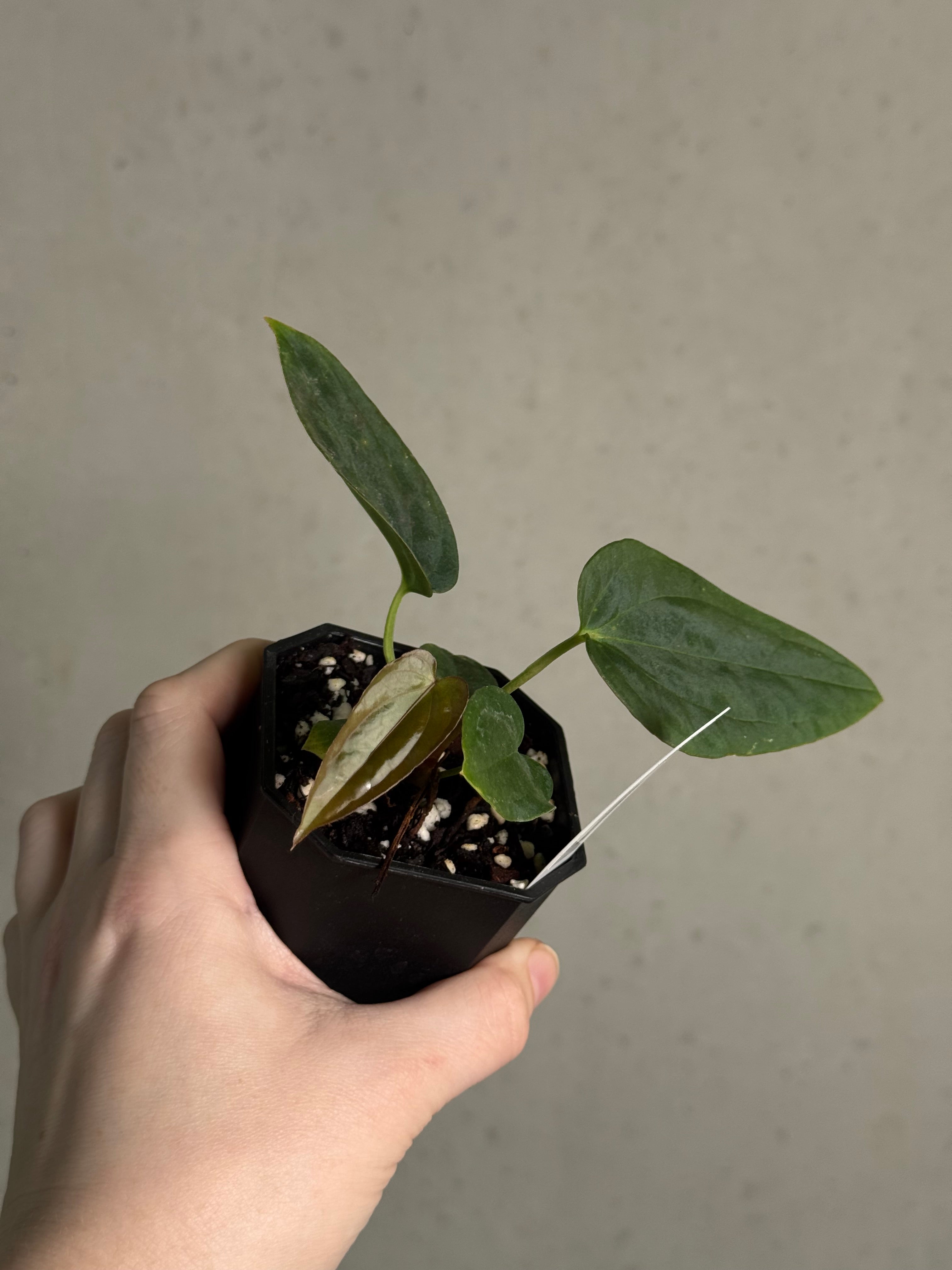 Anthurium BVEP ('Round' x RA1) x (WU1 x 'Oliver') - SMUKHI