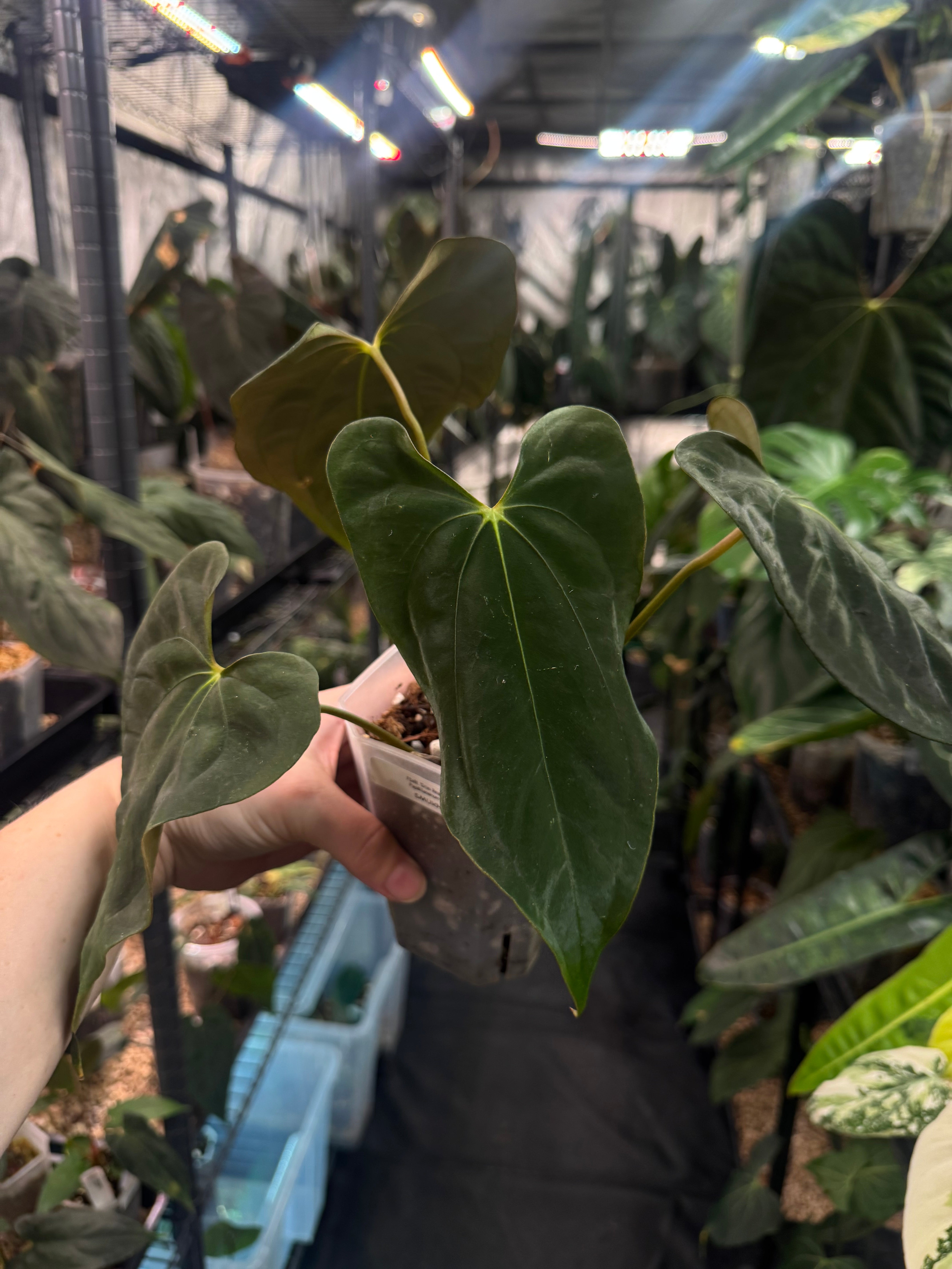Anthurium FSxRL ‘Grim Reaper’ x Papillilaminum RA6 - Clone