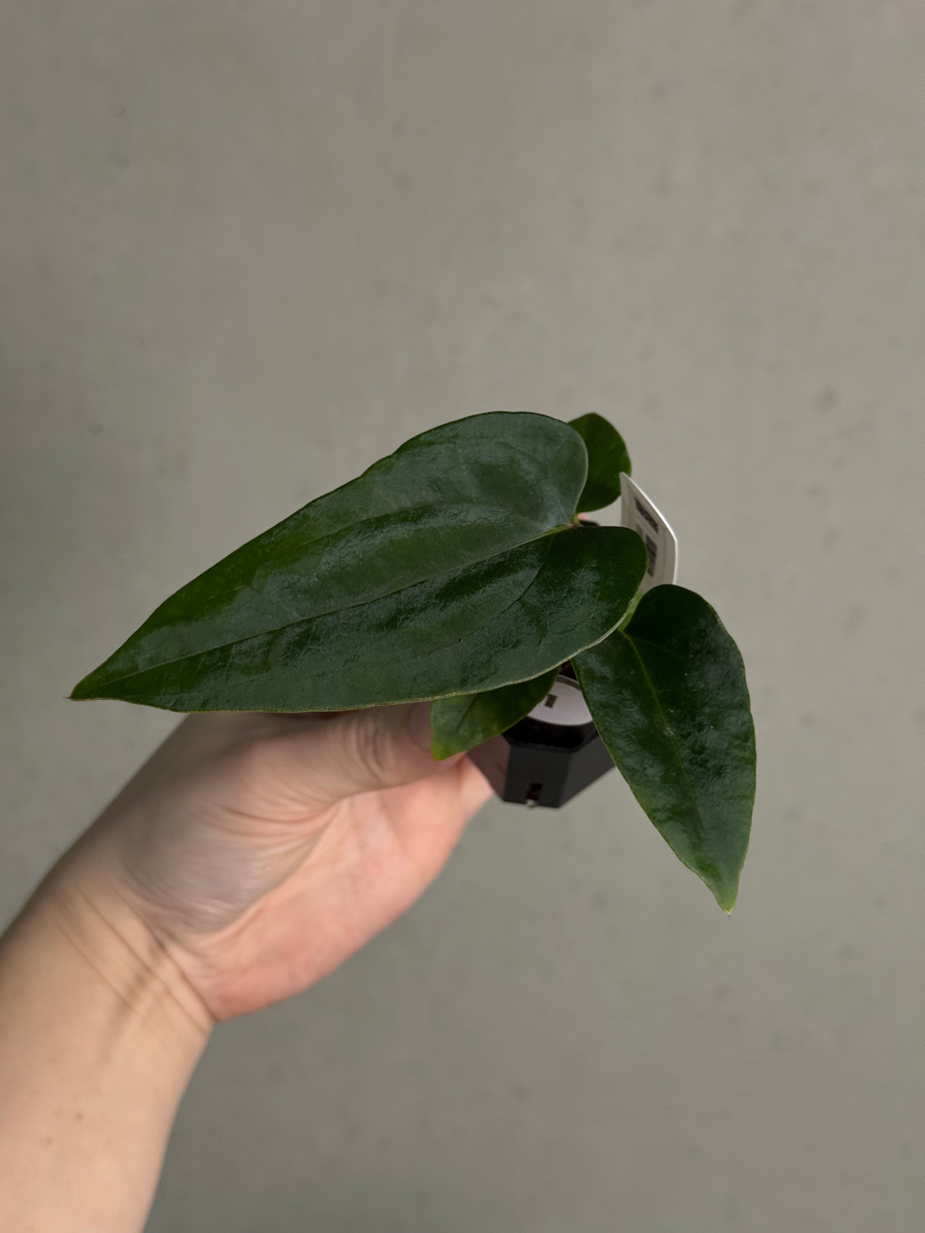 Anthurium (Fort Sherman x Dressleri RG) x (Ralph Lynam x self) - SMUKHI