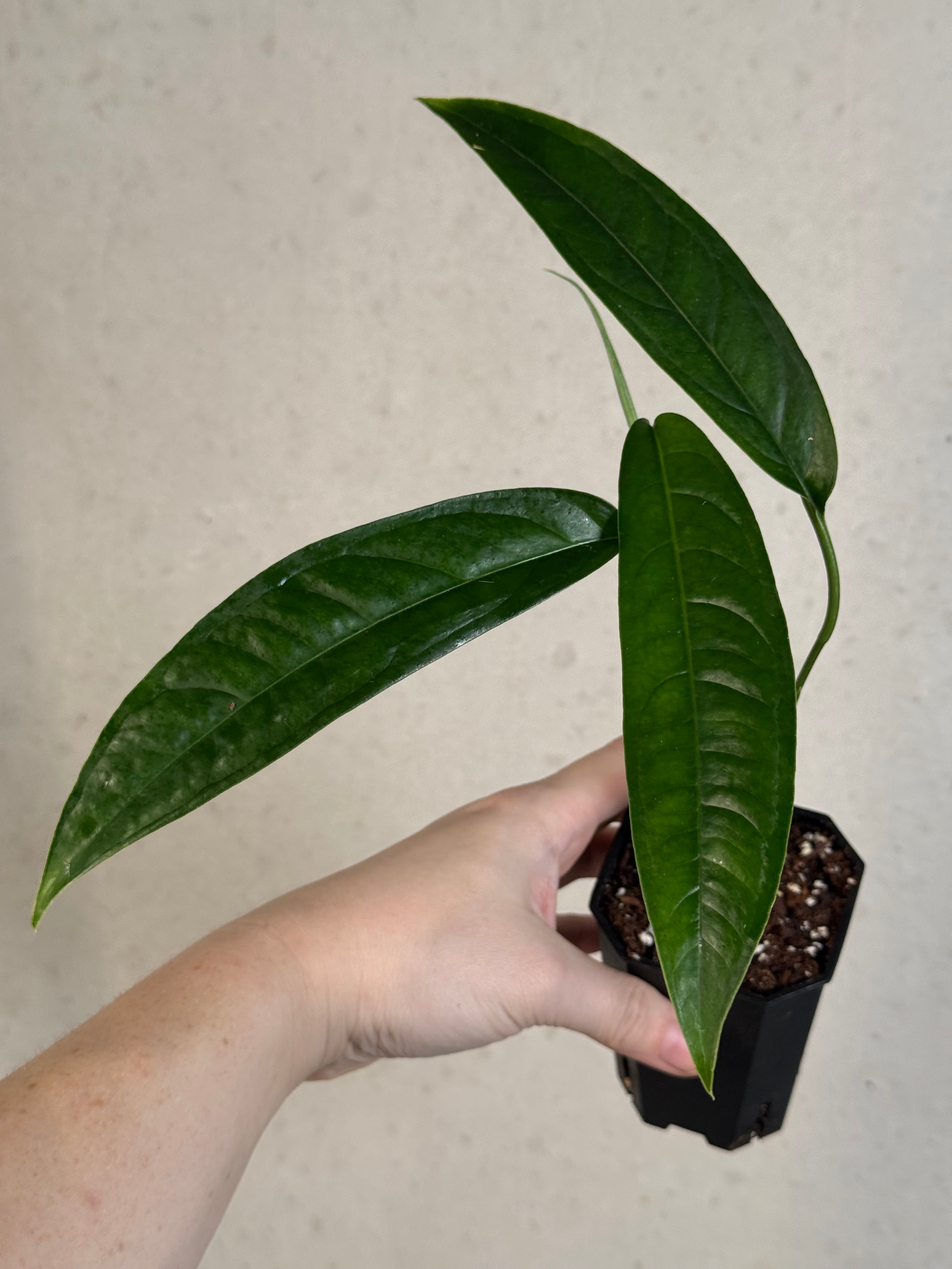 Monstera aff. Obliqua Yasuni