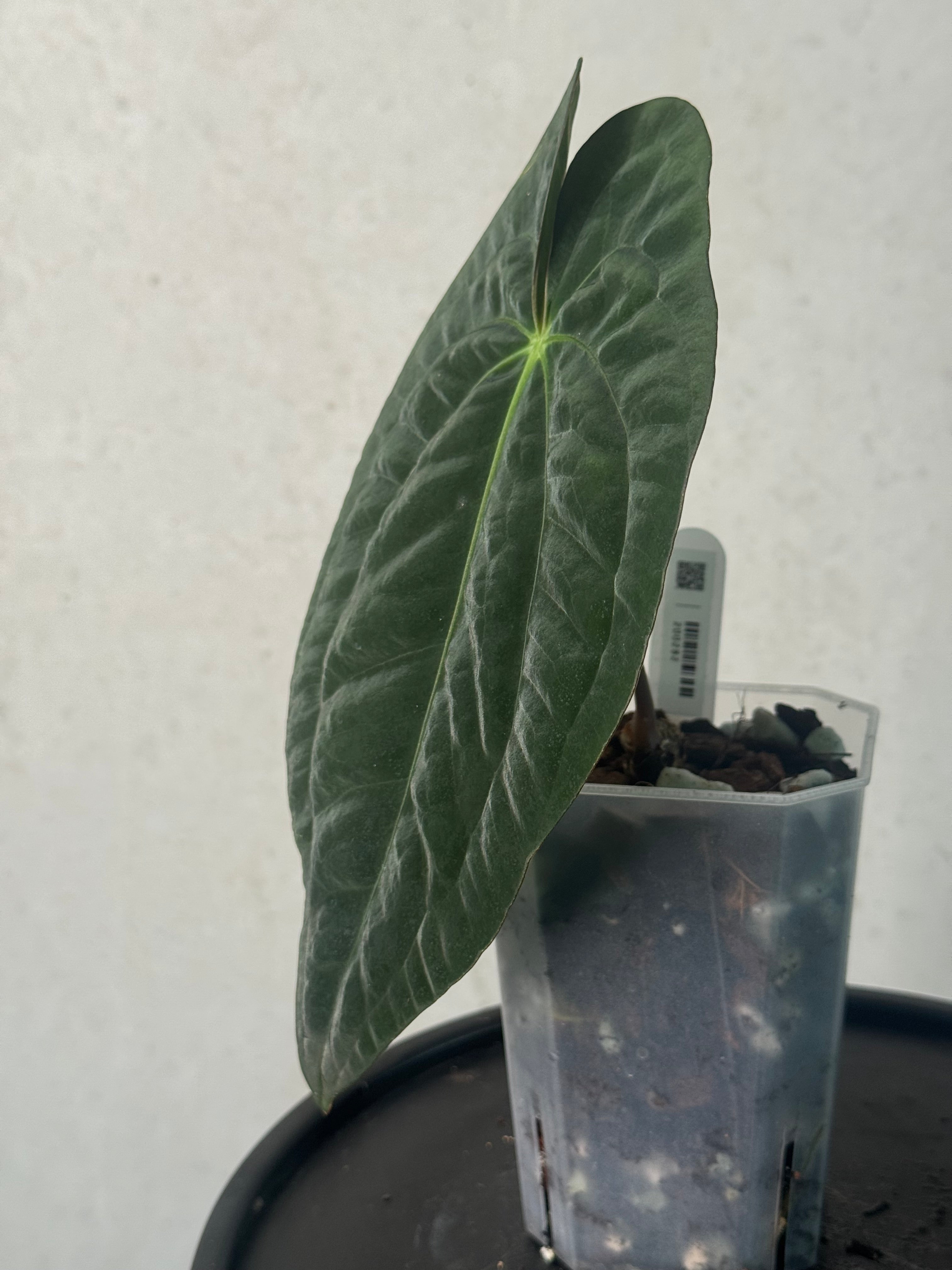 Anthurium Dark Phoenix - Clone