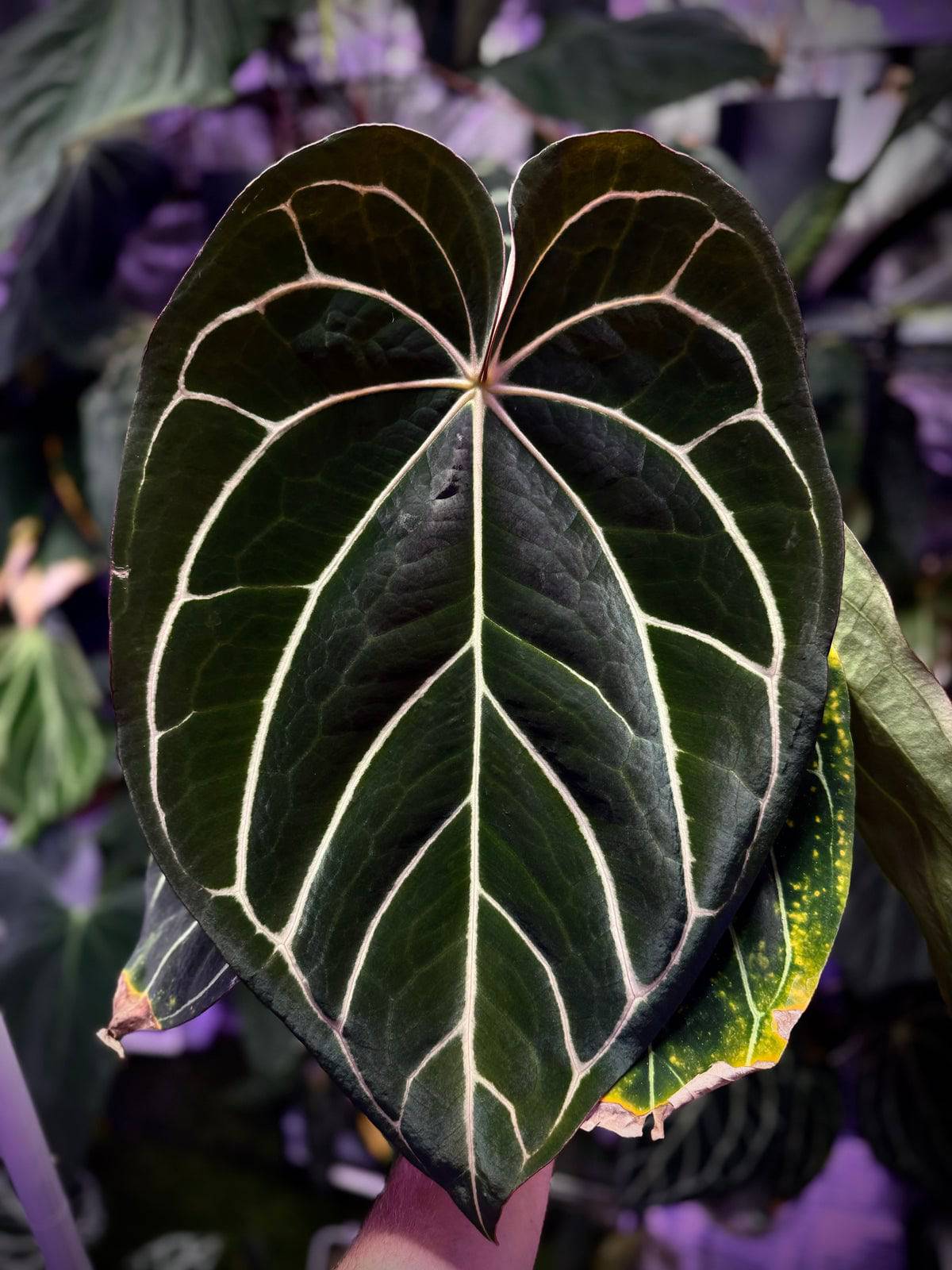NFS: Anthurium Carlablackiae RA4 x RA8 - Rare Finds for Refined