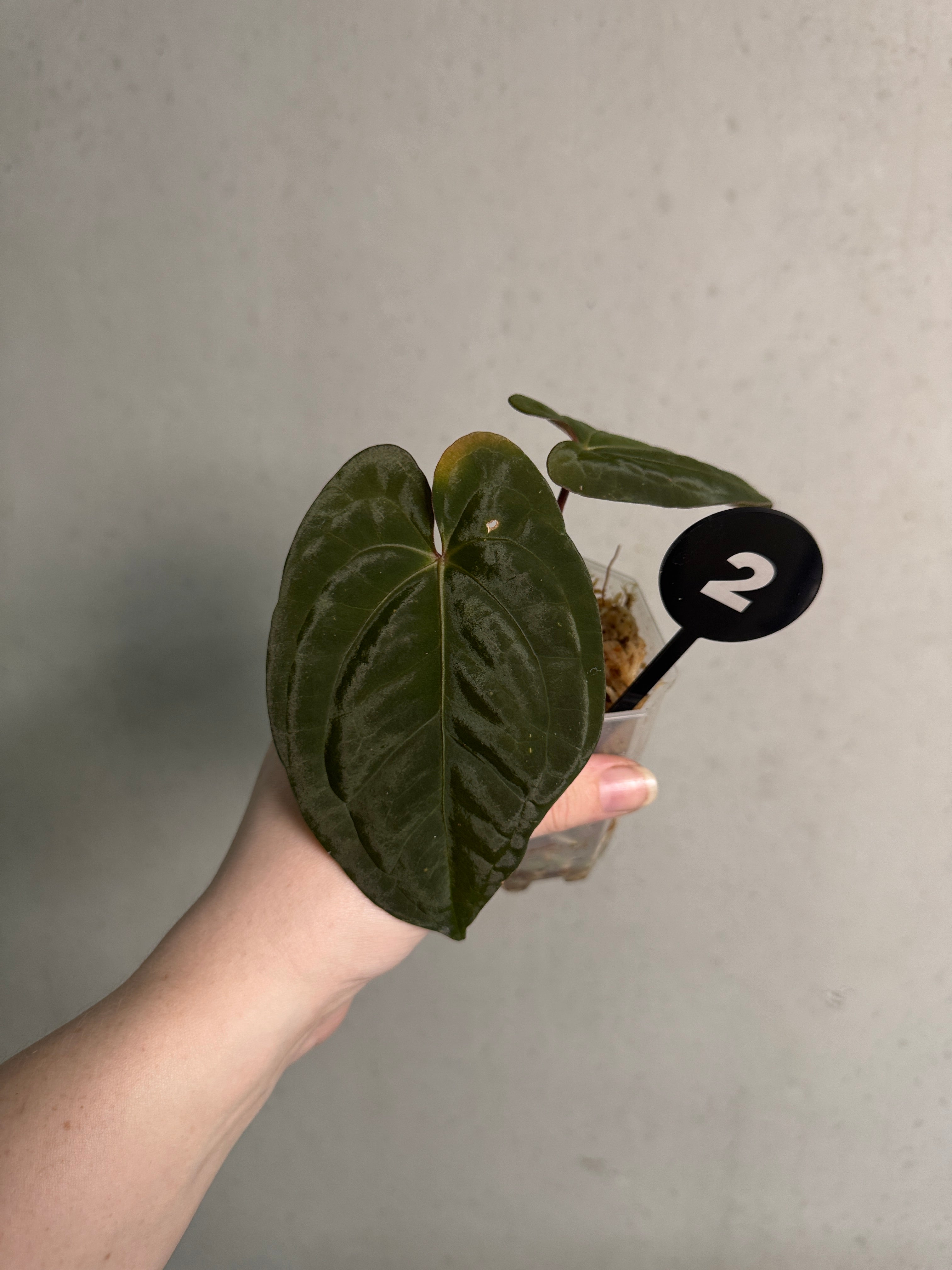 Anthurium 'Sherpa' (Dark Phoenix x RVDP) - Rare Finds for Refined
