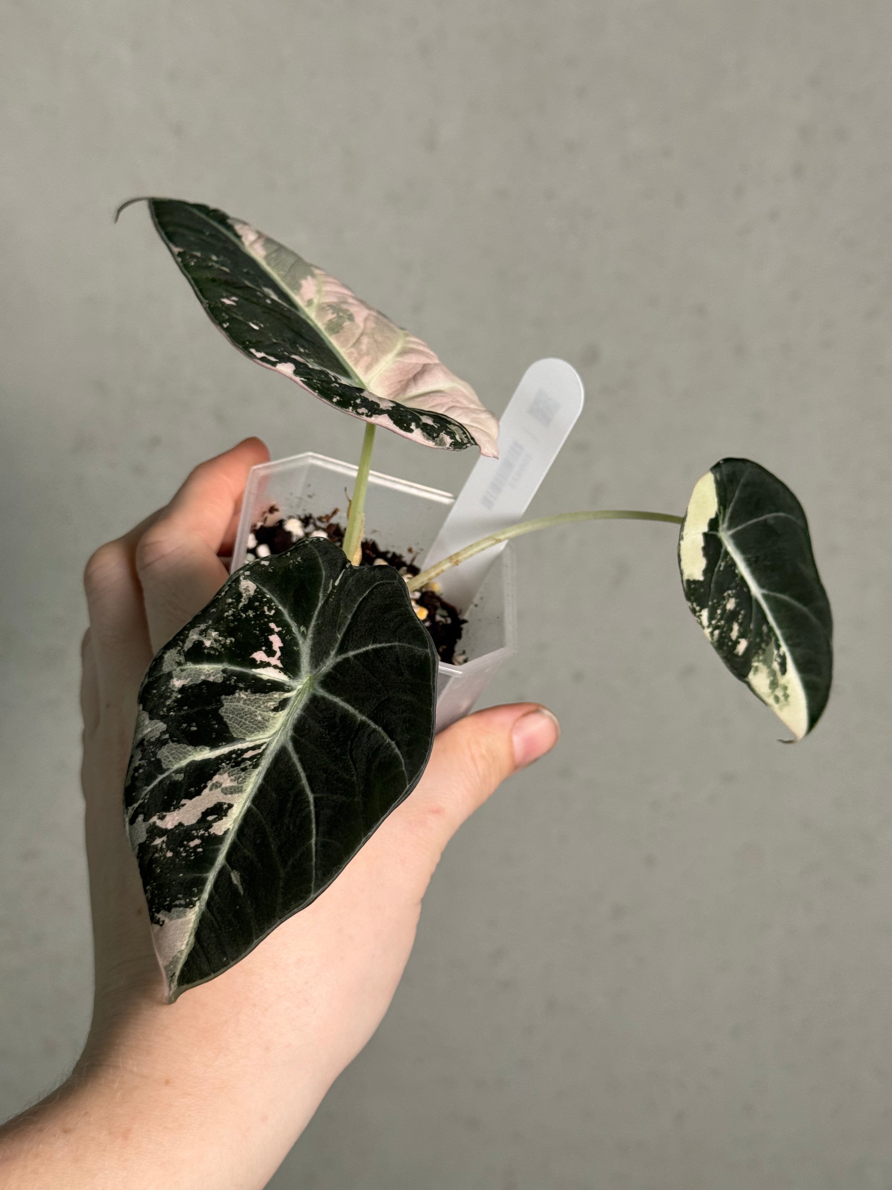 Alocasia Black Velvet Pink Variegata - SMUKHI