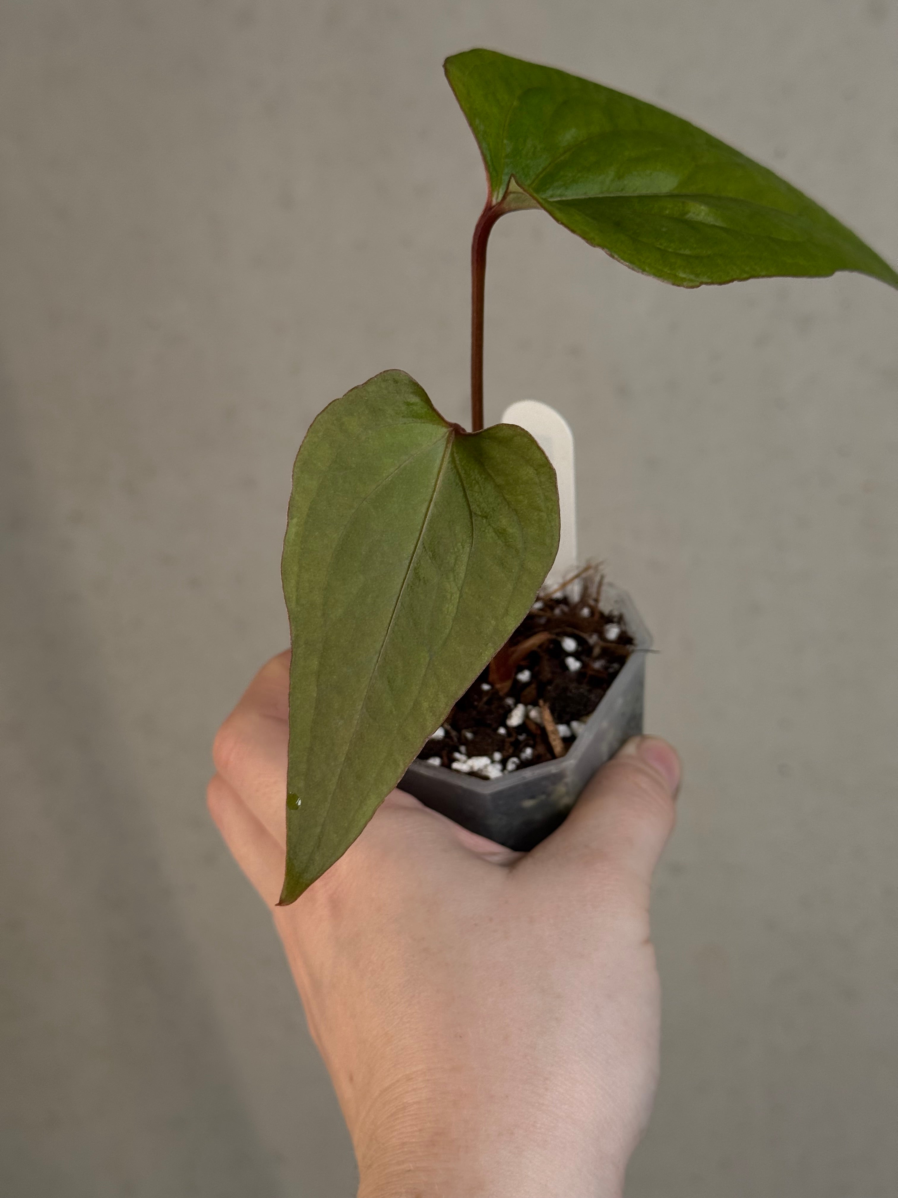 Anthurium cf. Sagittatum S1