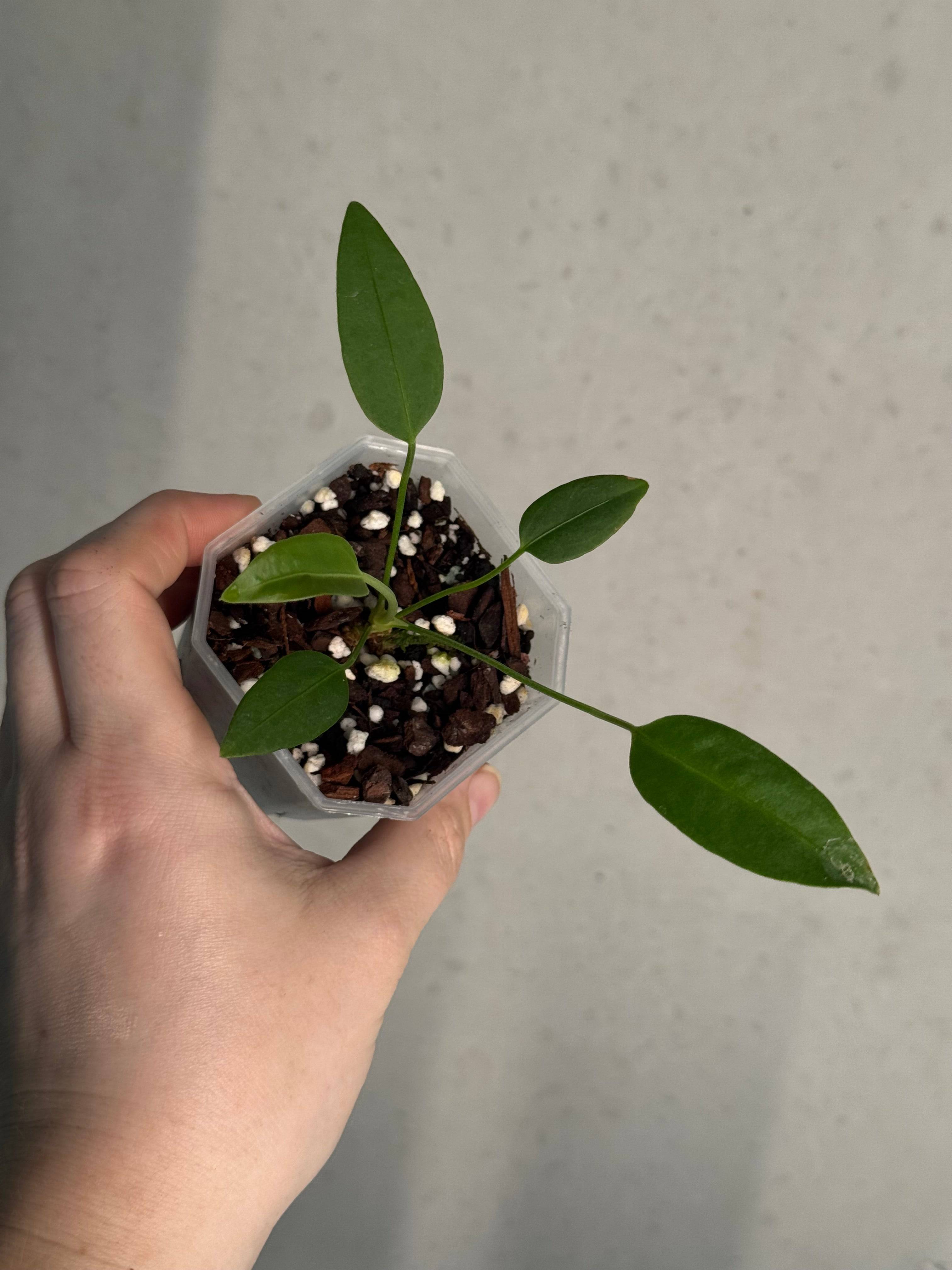 Anthurium sp. Morona x self - SMUKHI