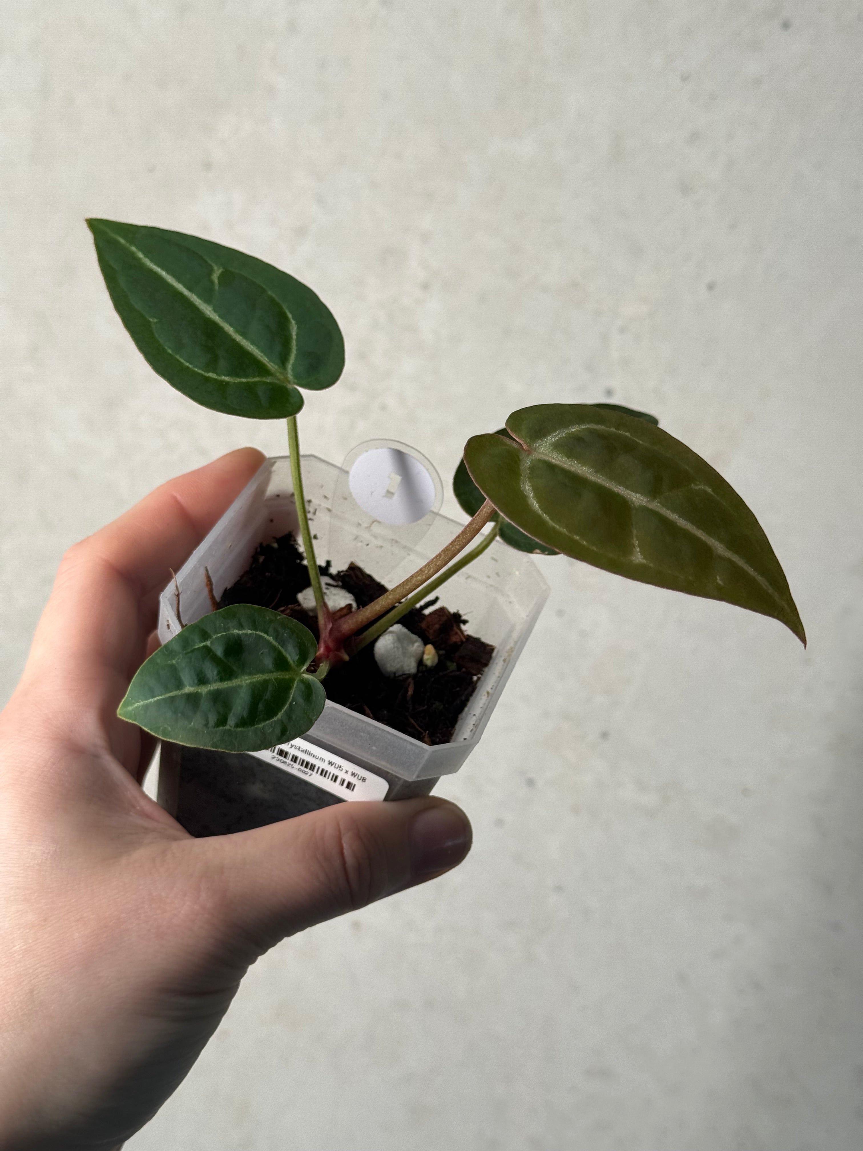 Anthurium Red Crystallinum WU5 x WU8