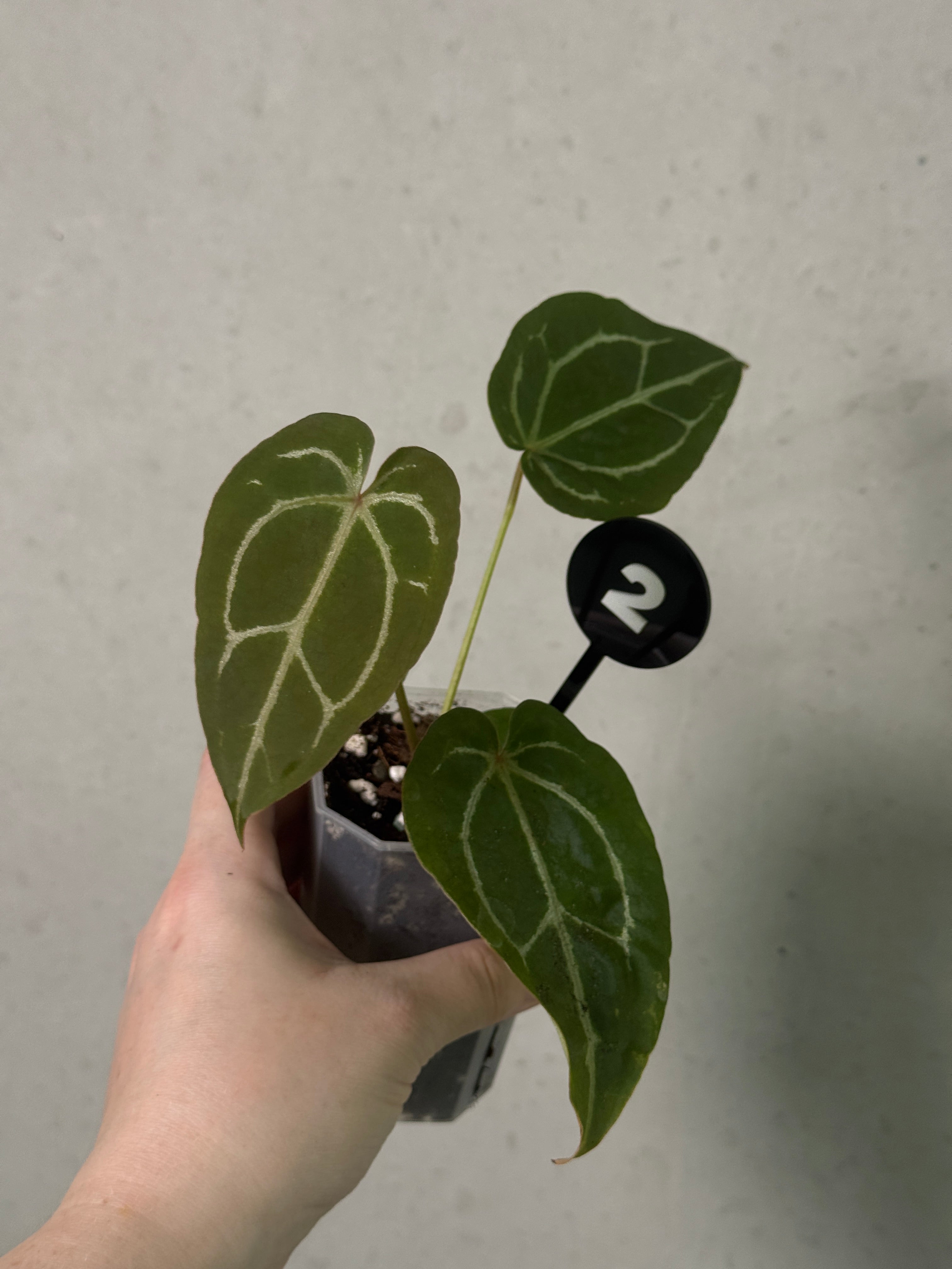 Anthurium Michelle x Forgetii plant from Jordy's Aroids, showcasing glossy green leaves and vibrant floral spathes.