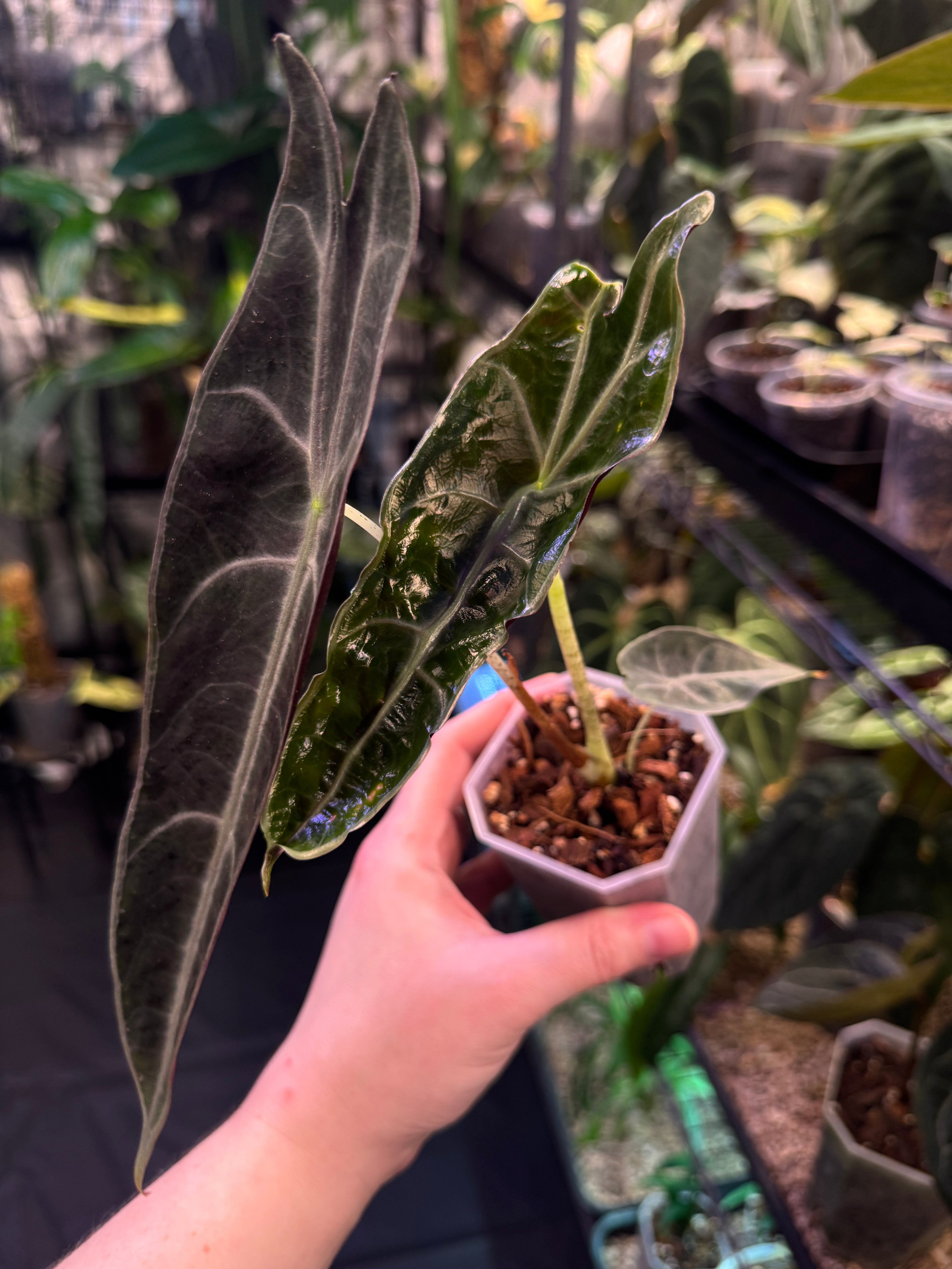 Alocasia Longiloba Purple