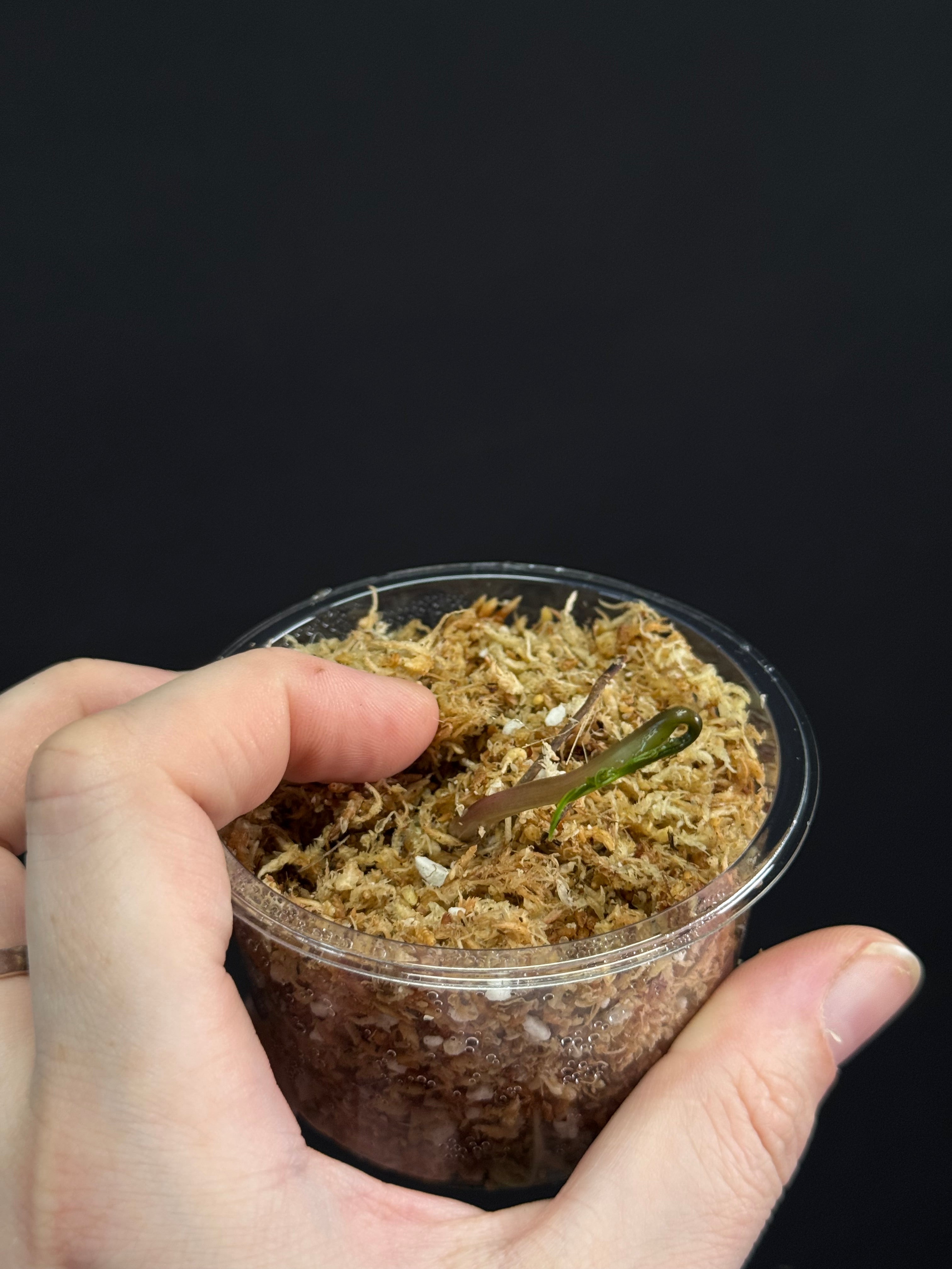 Dioscorea Sansibarensis - Bulb