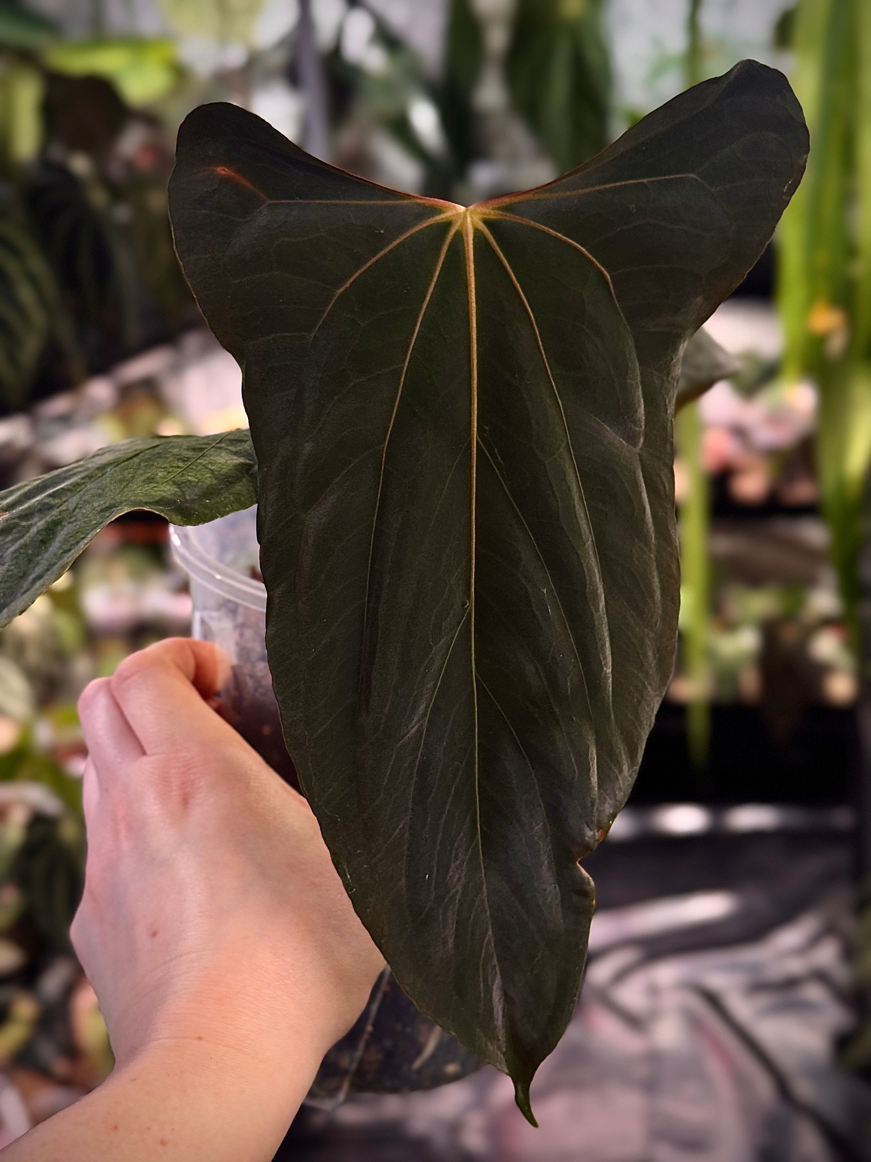 Anthurium Ralph Lynam x Fort Sherman ‘Dagger’ - Clone - SMUKHI