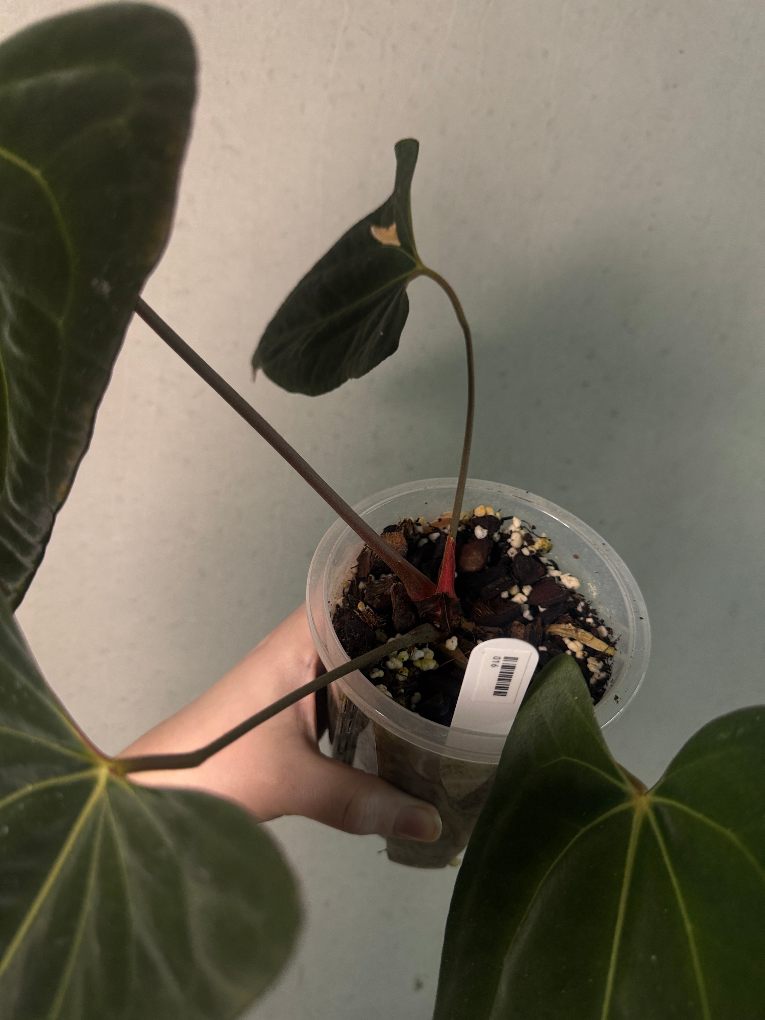 Anthurium Besseae aff x Papillilaminum 'Daniel' - SMUKHI