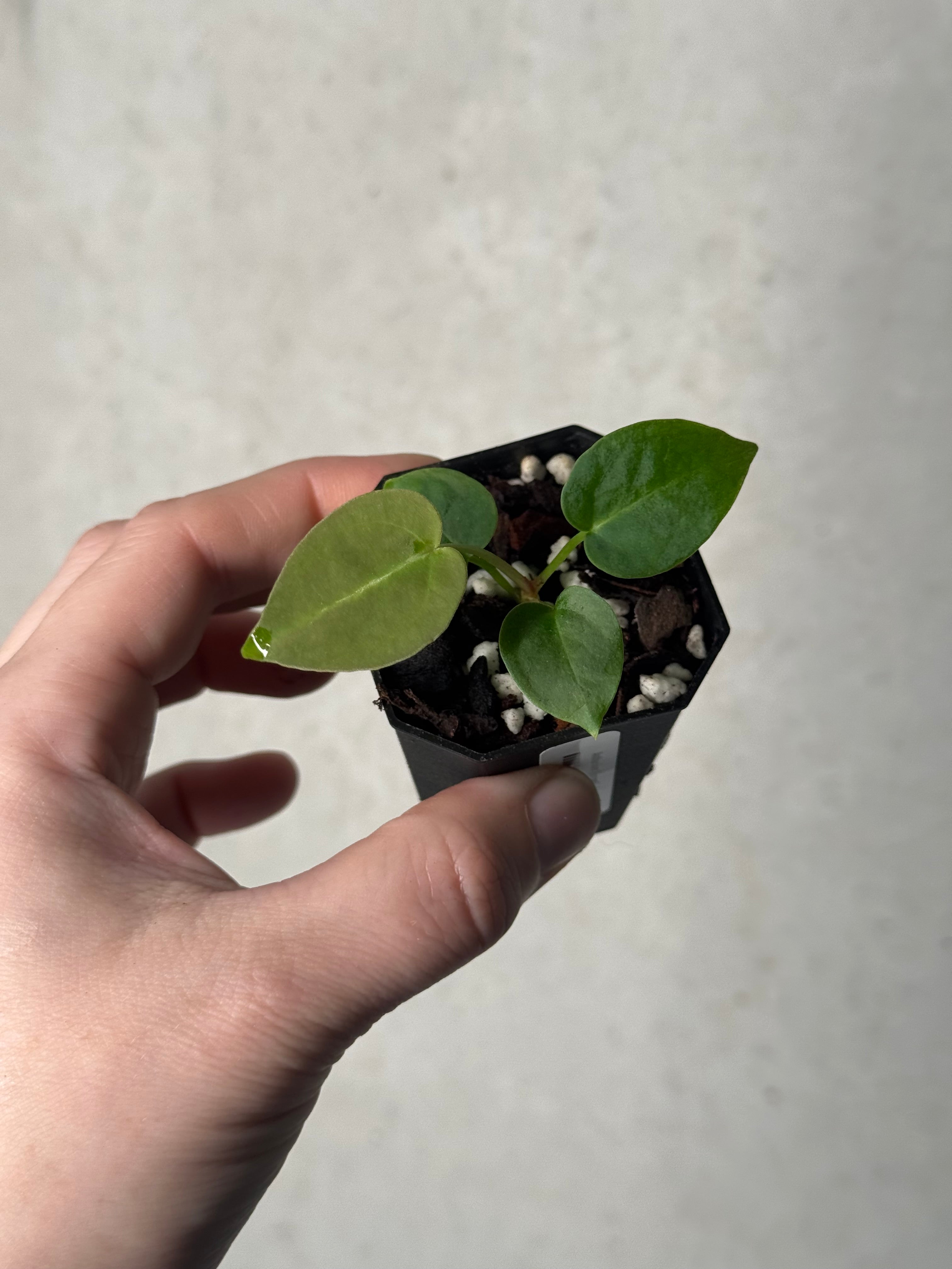 Anthurium (Forgetii x) x open