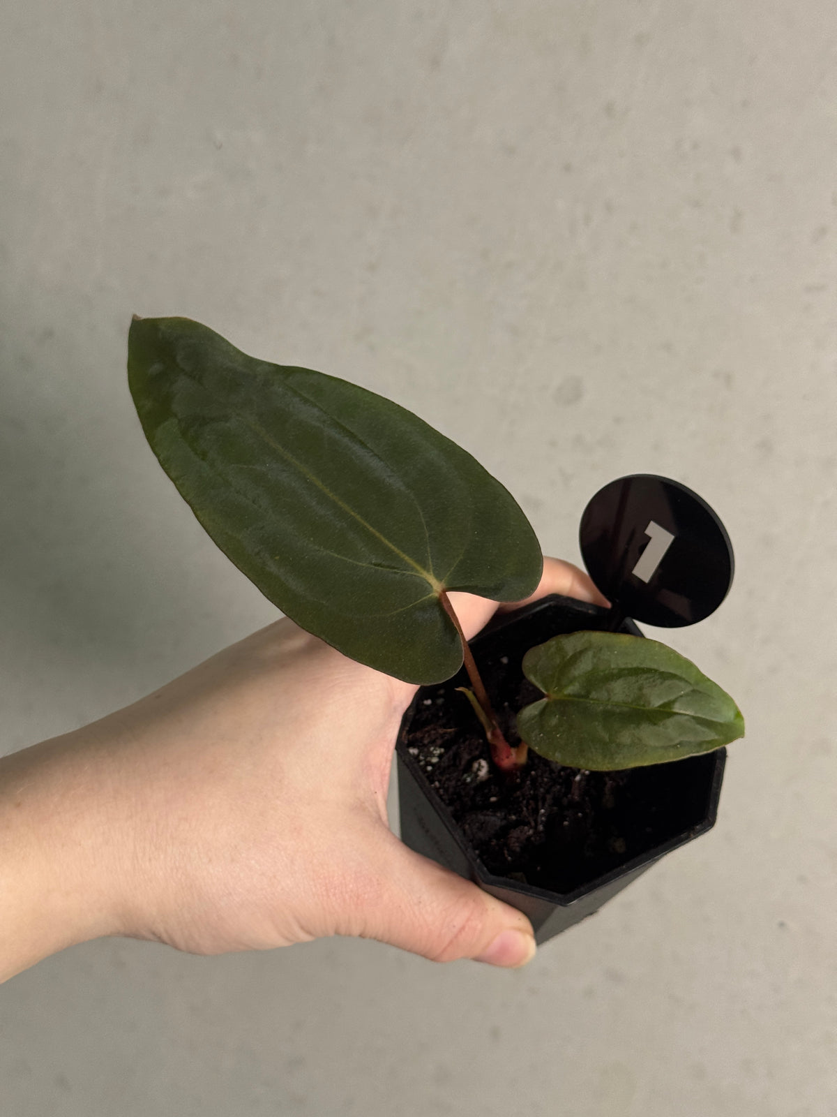 Anthurium Ralph Lynam S1 x Fort Sherman S1 plant with glossy green leaves and vibrant red flowers, grown by Danny Gardner.