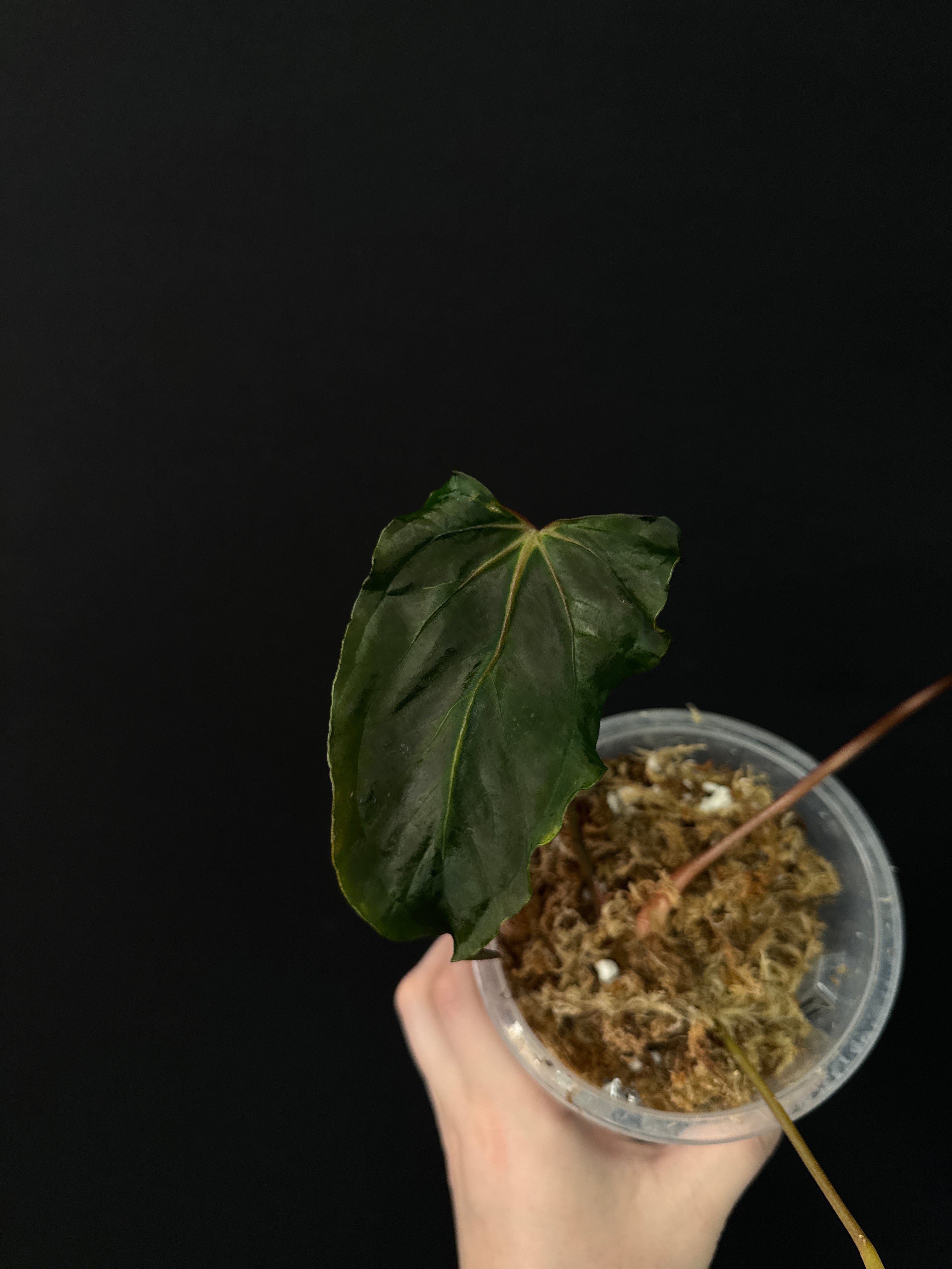 Anthurium Ralph Lynam x self