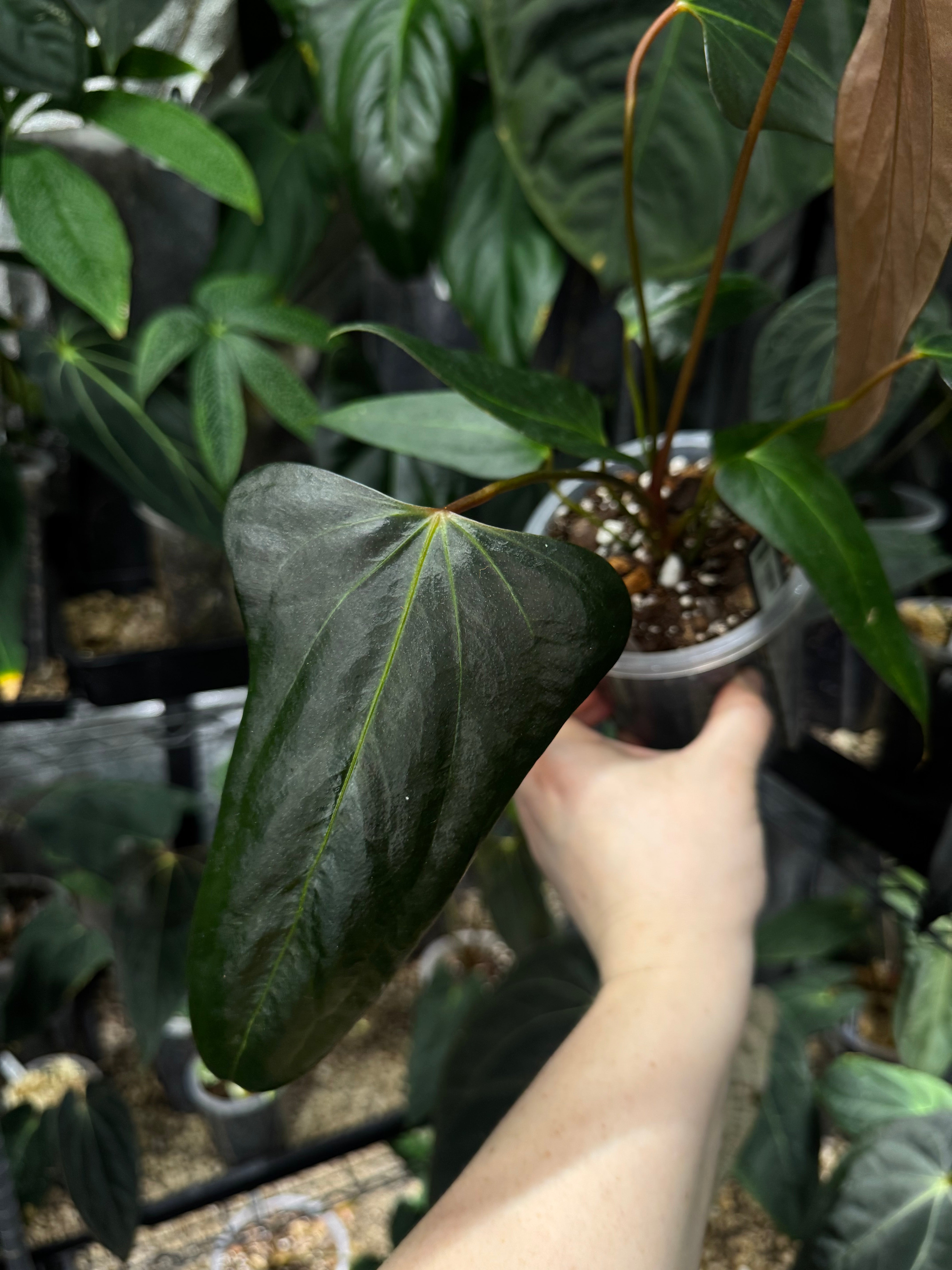 NFS: Anthurium 'Black Sweet' x Warocqueanum