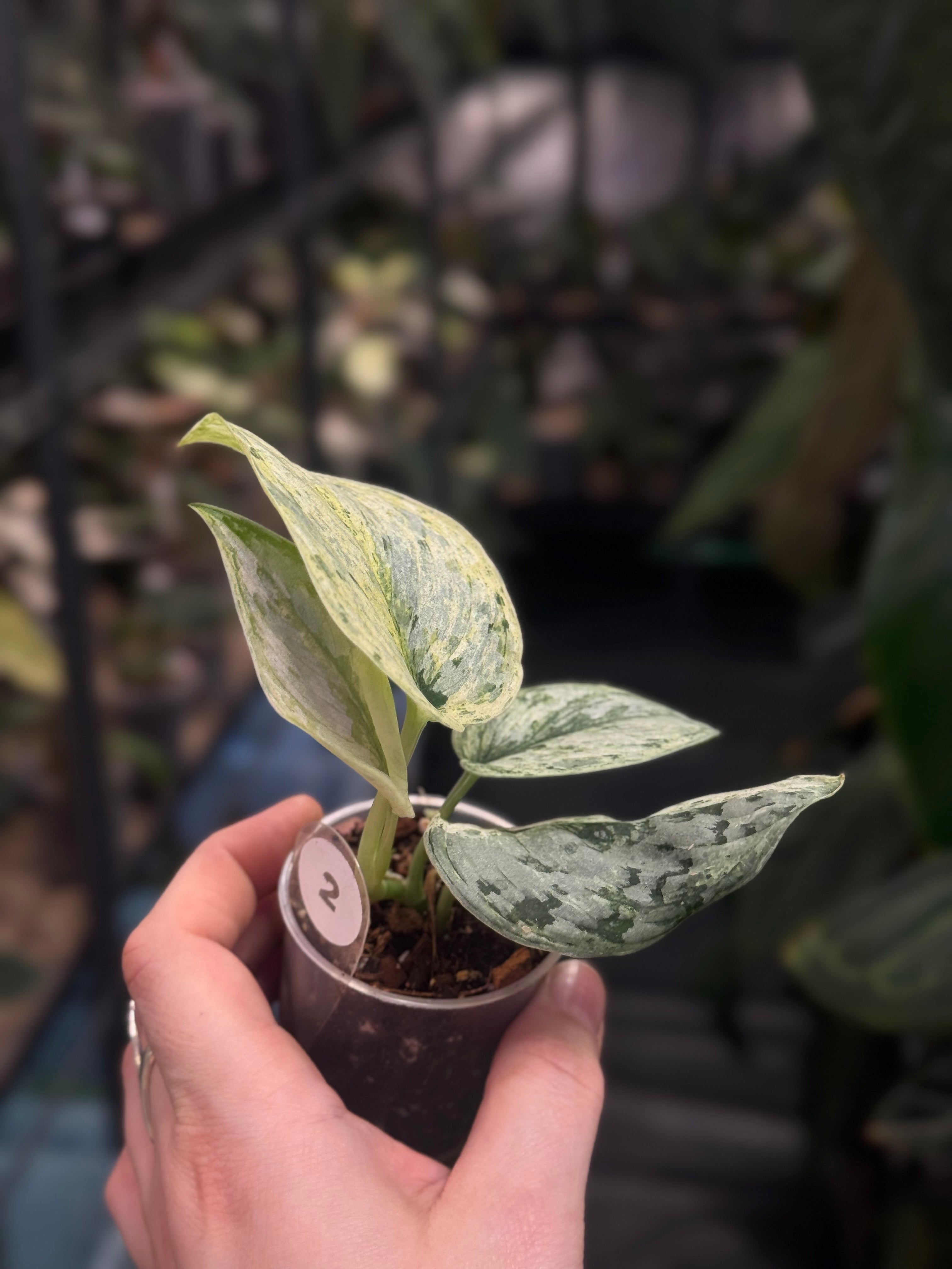 Scindapsus Peasun