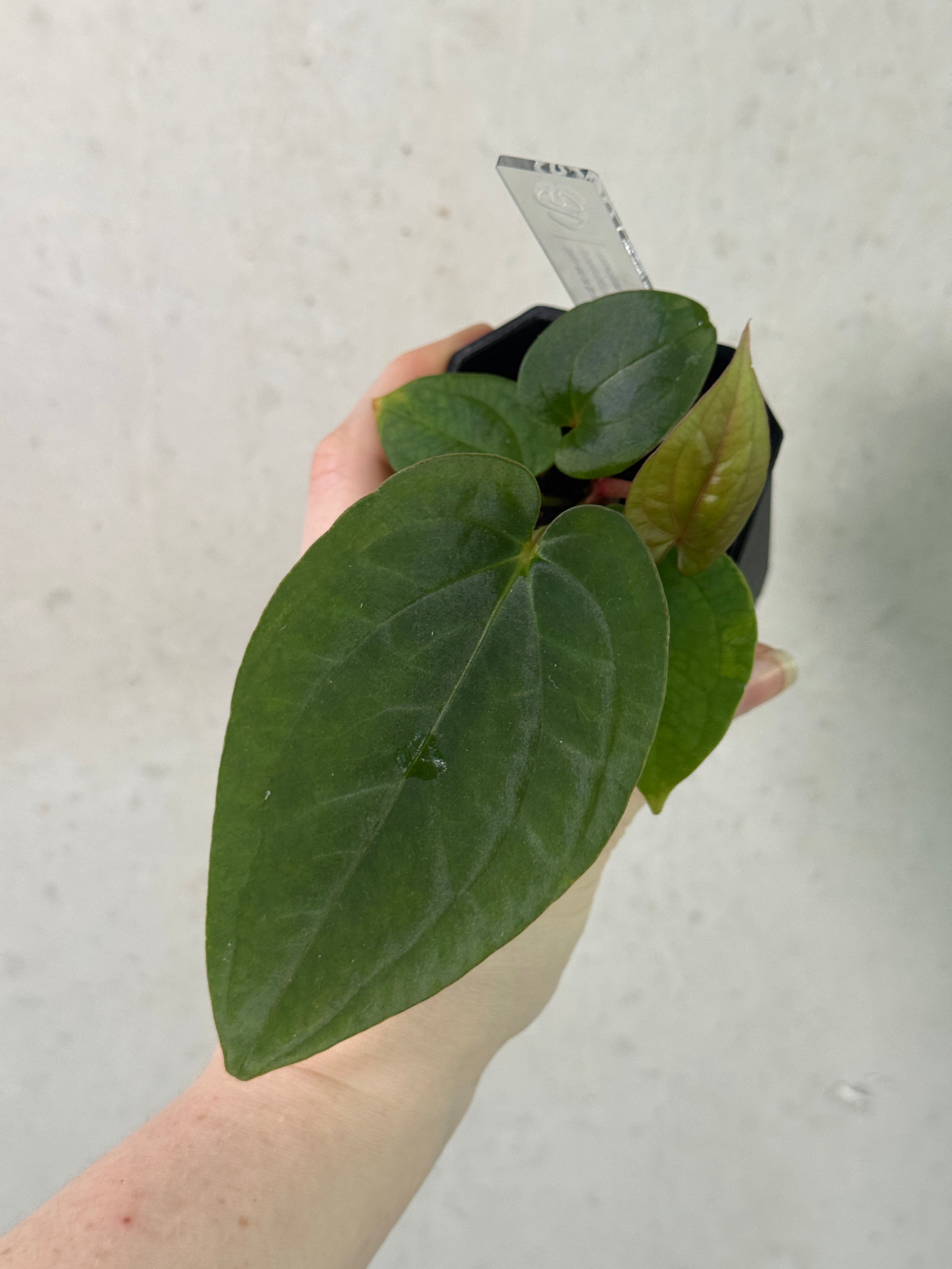 Anthurium Kunayalense PM5 x (BVEP RA1 or sp. Nov DF)