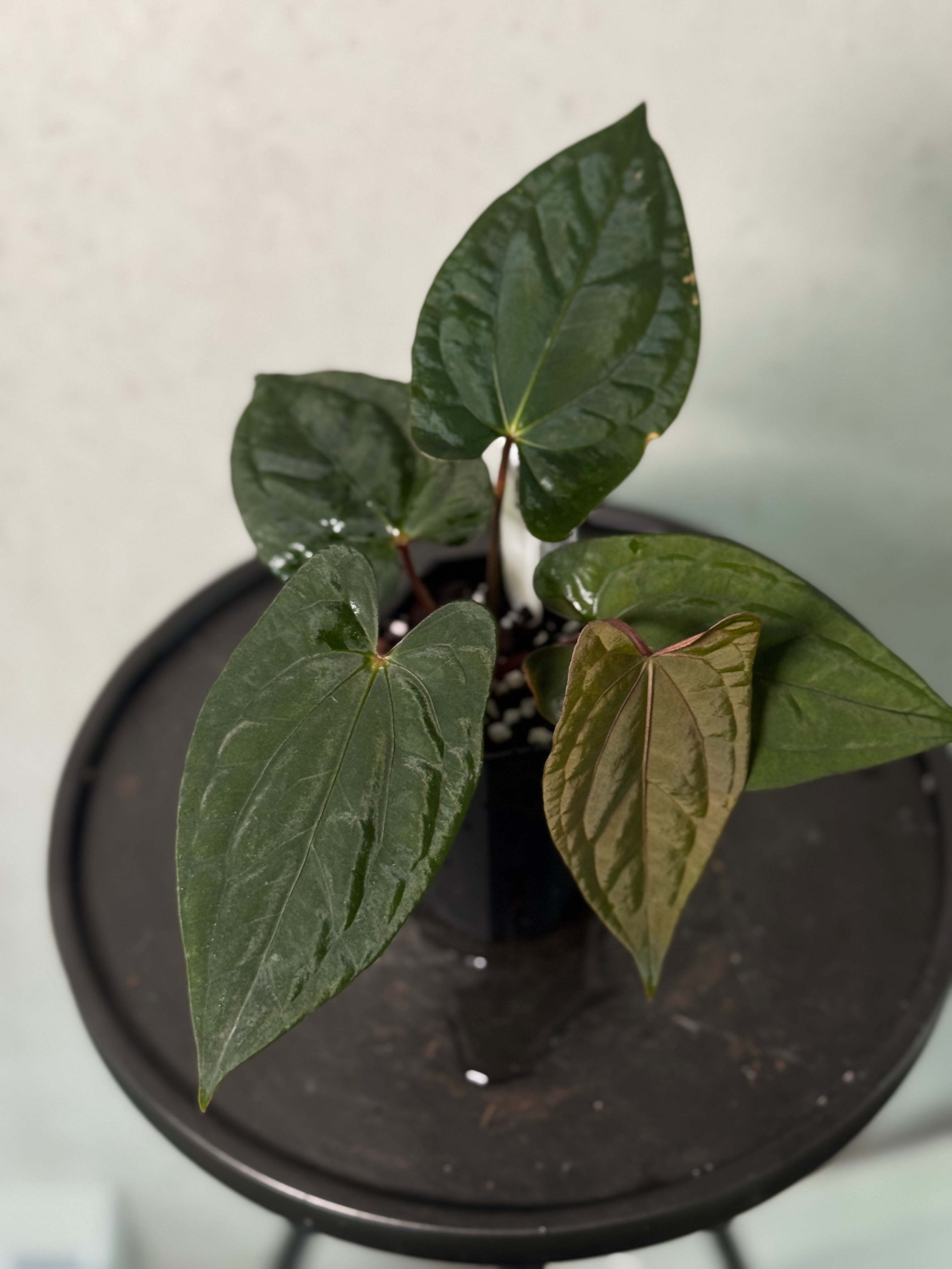 Anthurium ‘Sherpa’ (Dark Phoenix x RVDP) - Clone