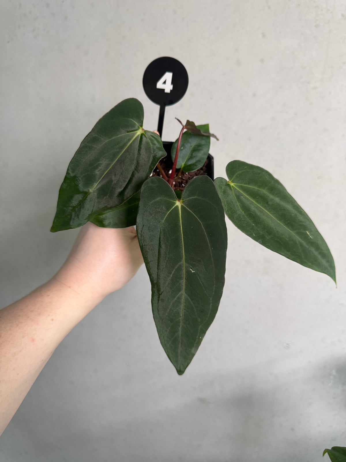 Anthurium plant with glossy green leaves and vibrant red flowers, hybrid variety from SMUKHI, showcasing lush foliage and colorful blooms.