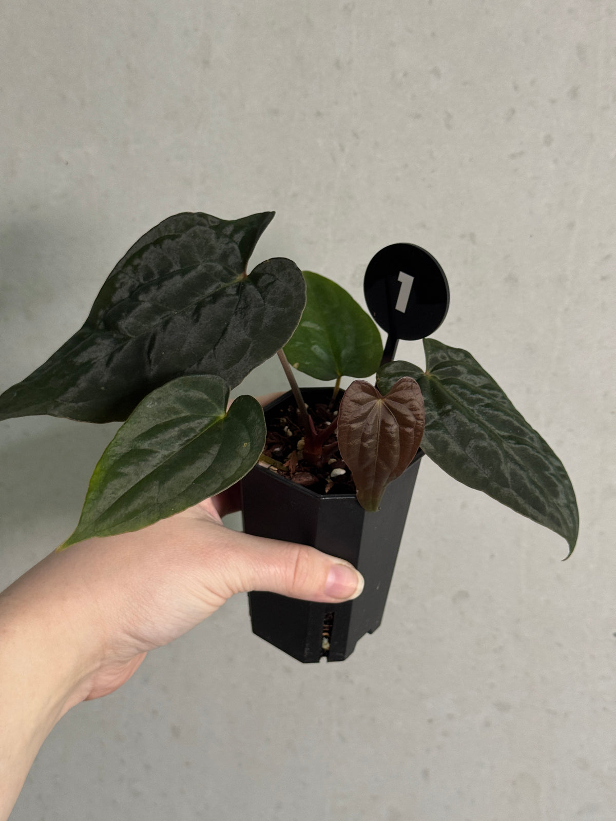 Crystallinaminum Anthurium 'Widowmaker' plant with lush green leaves and vibrant red flowers, a beautiful tropical houseplant.