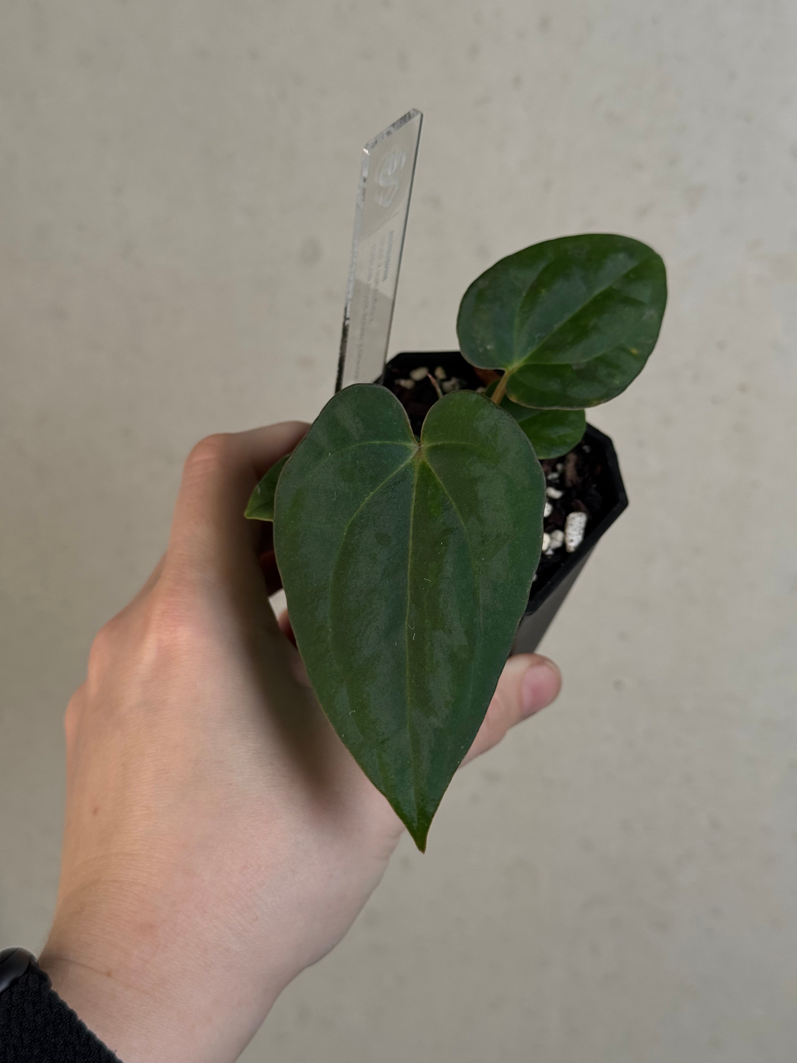 Anthurium (BVEP x Luxurians) x Carlablackiae ('Round' x GPH-001)