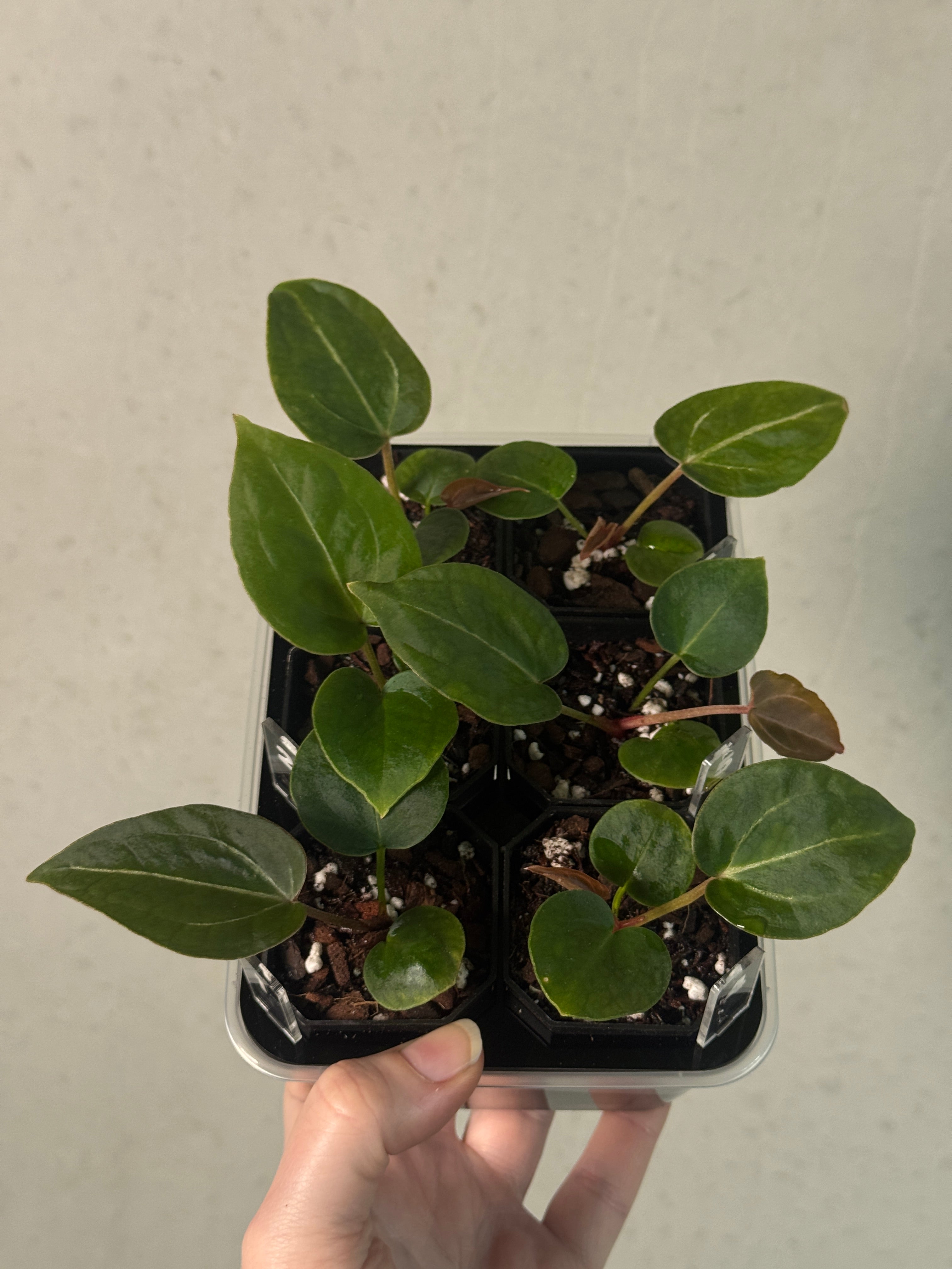 Anthurium Michelle x Forgetii