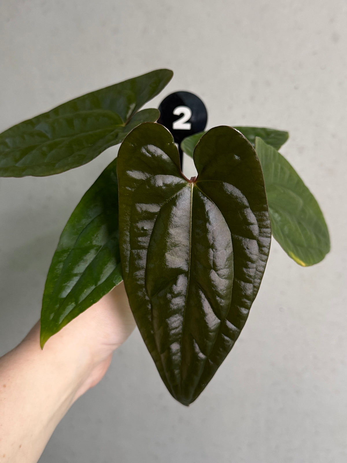 Dark Phoenix and Goliath Anthurium plant with lush, dark green leaves and vibrant spathes, cultivated by SMUKHI.