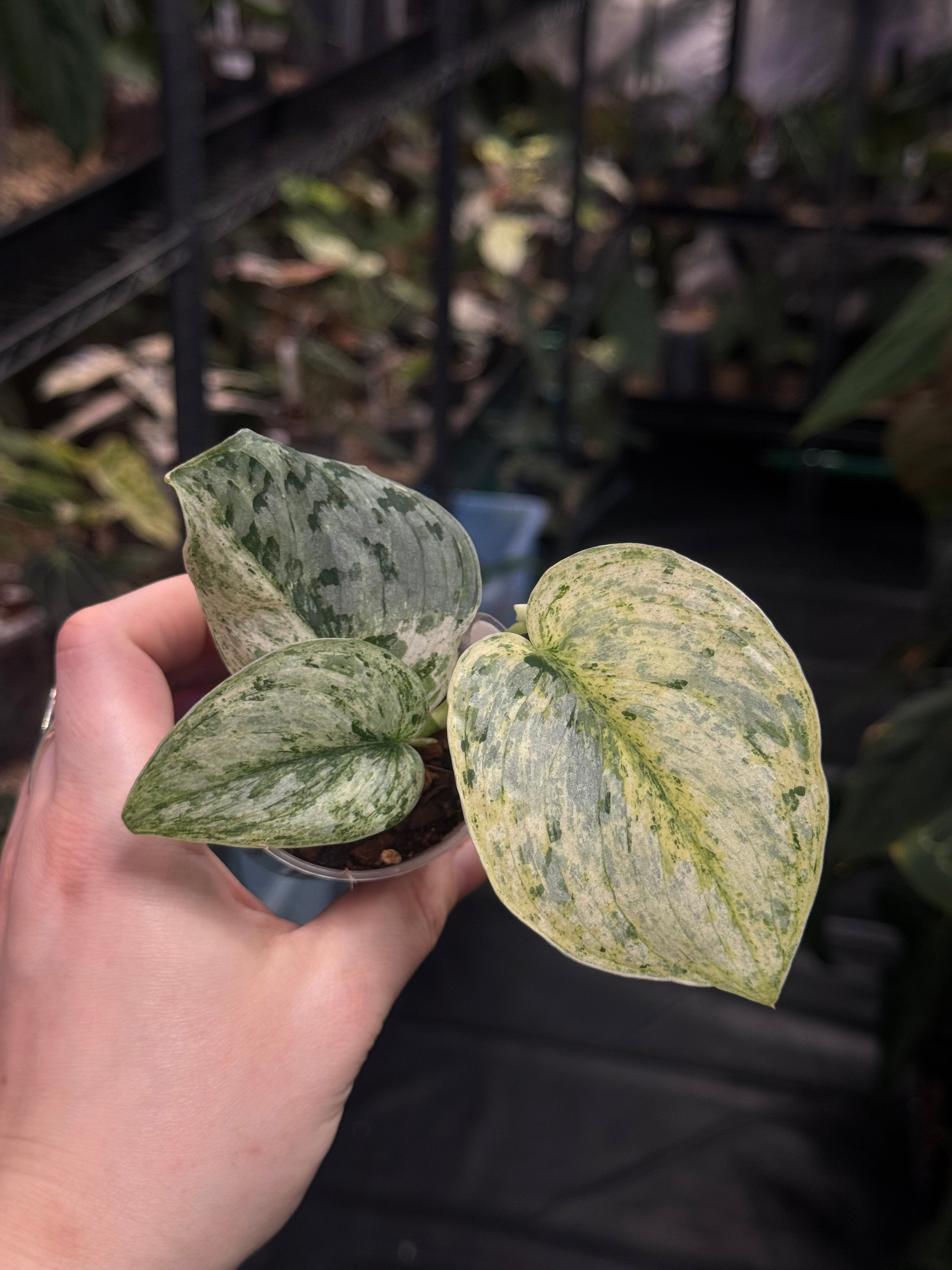 Scindapsus Peasun