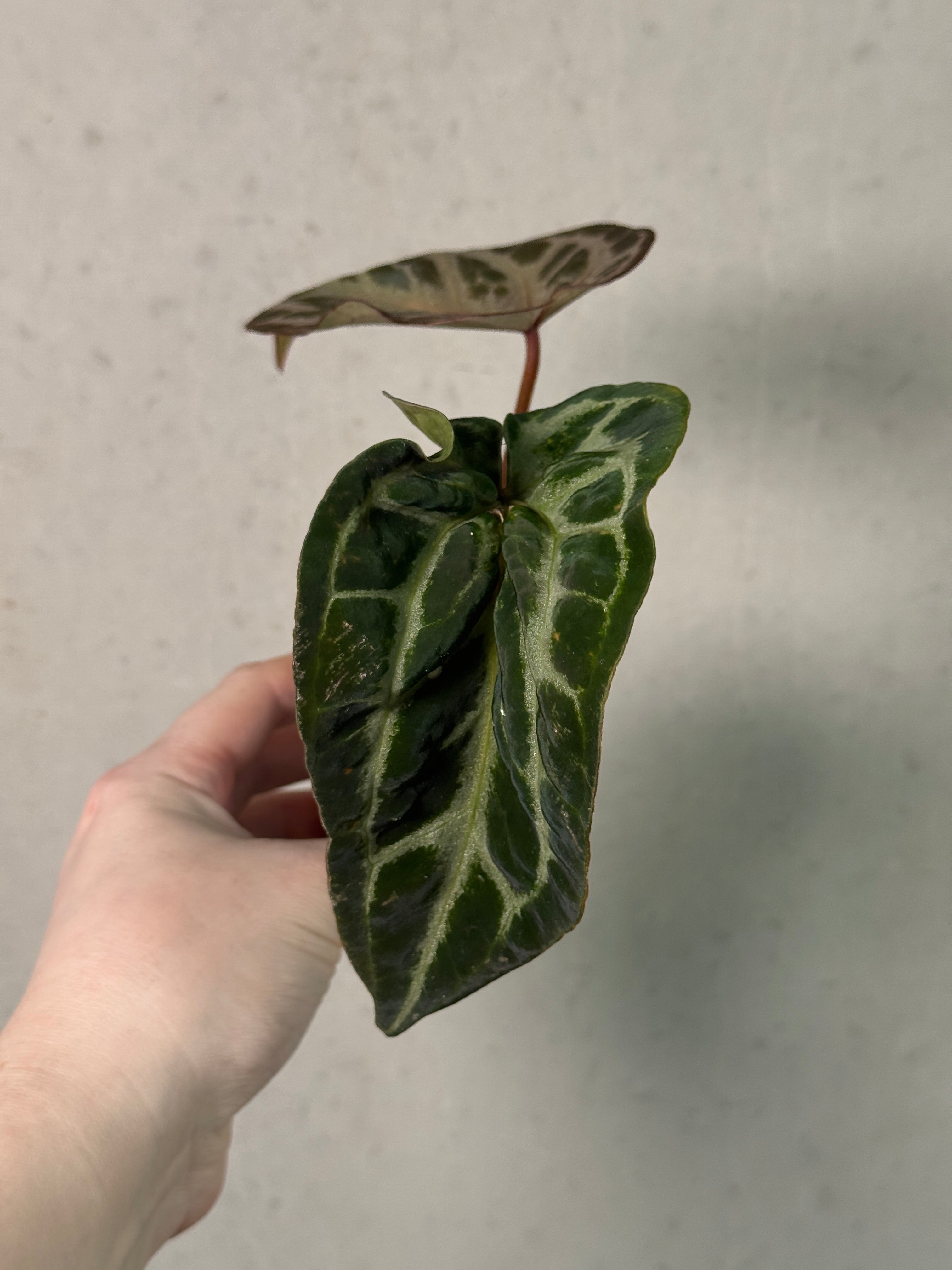 Anthurium Red Crystal Blush '2' x '1' - Clone