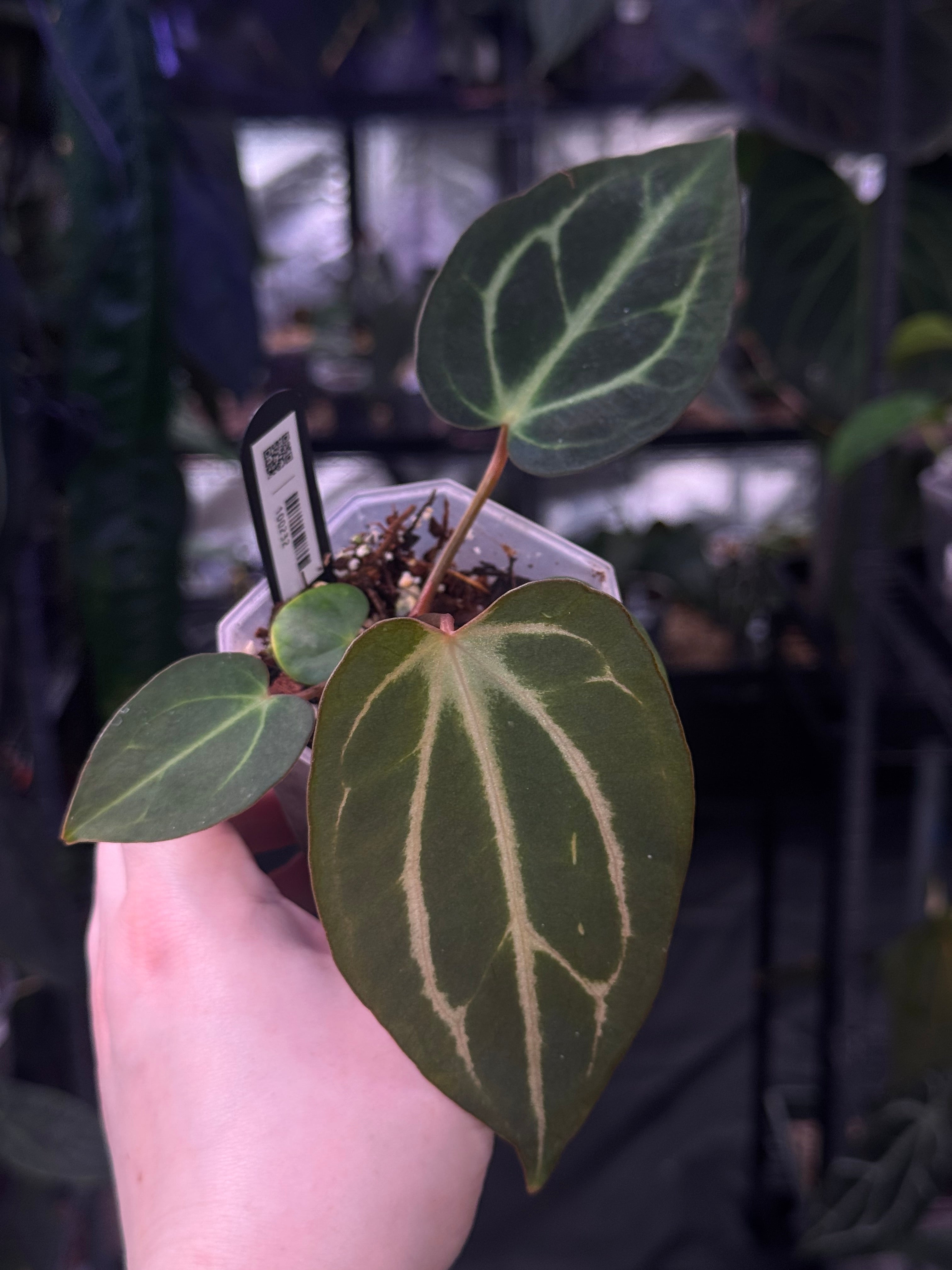 NFS: Anthurium Carlablackiae 'Peter Parker’ (RA5 x RA10) S1