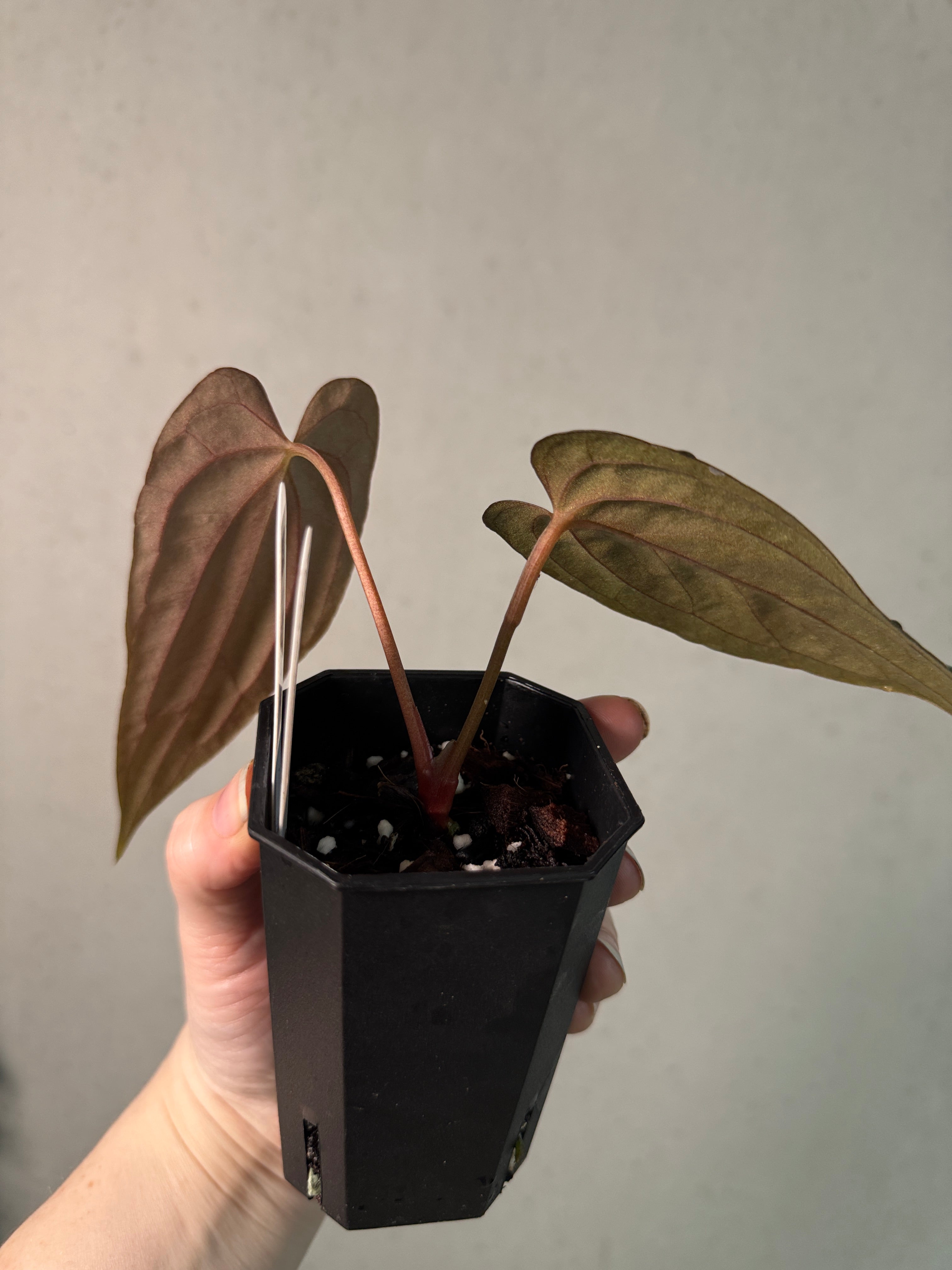 Anthurium Papillilaminum 'Marie' - Clone
