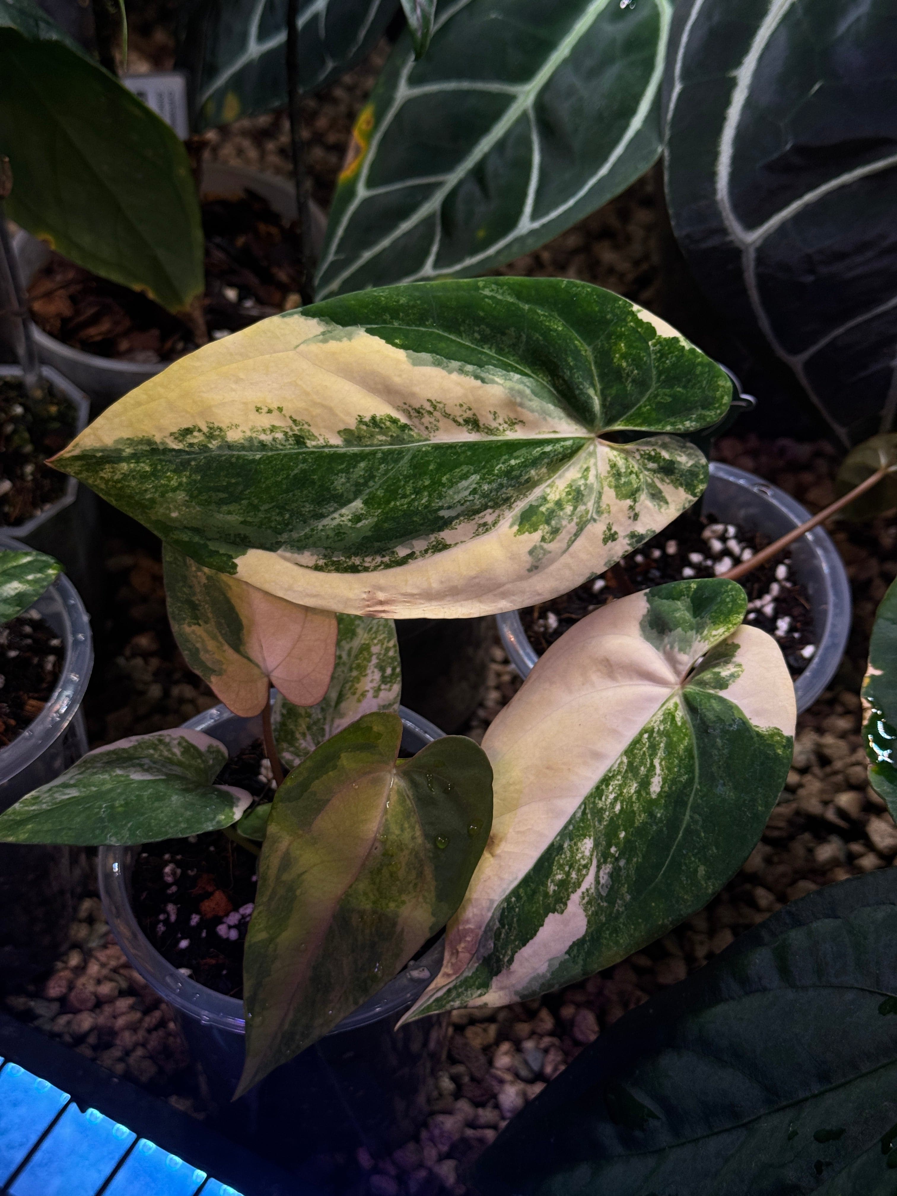 NFS: Anthurium Ace of Spades Variegata - Rare Finds for Refined