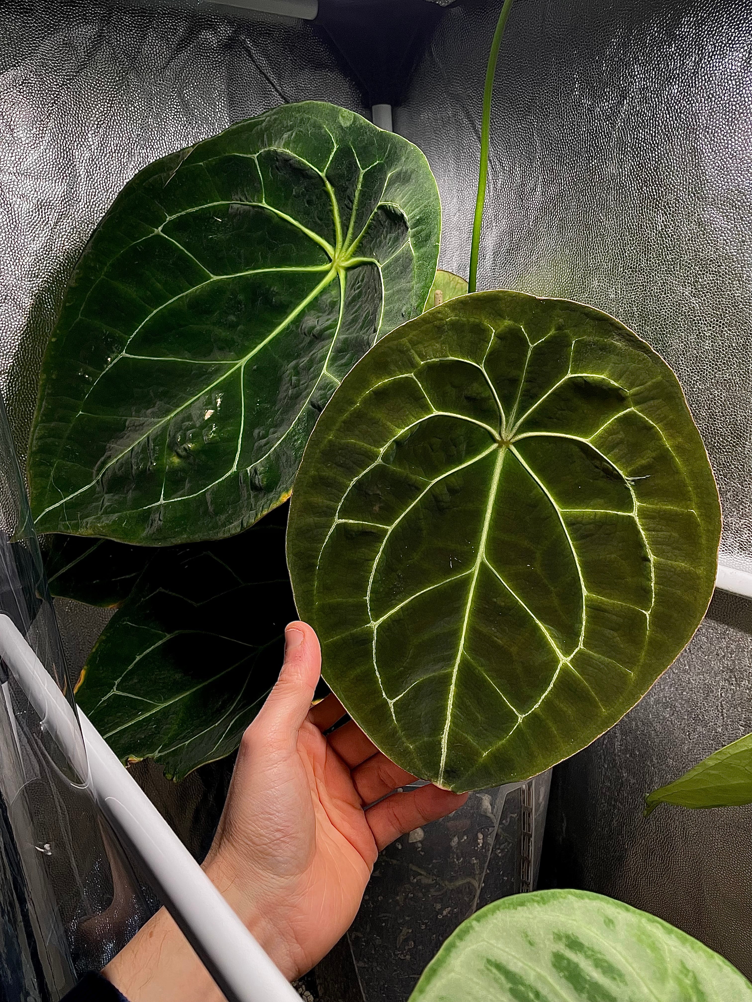 Anthurium Forgetii x (Blue Pap. x Forgetii) (sets)