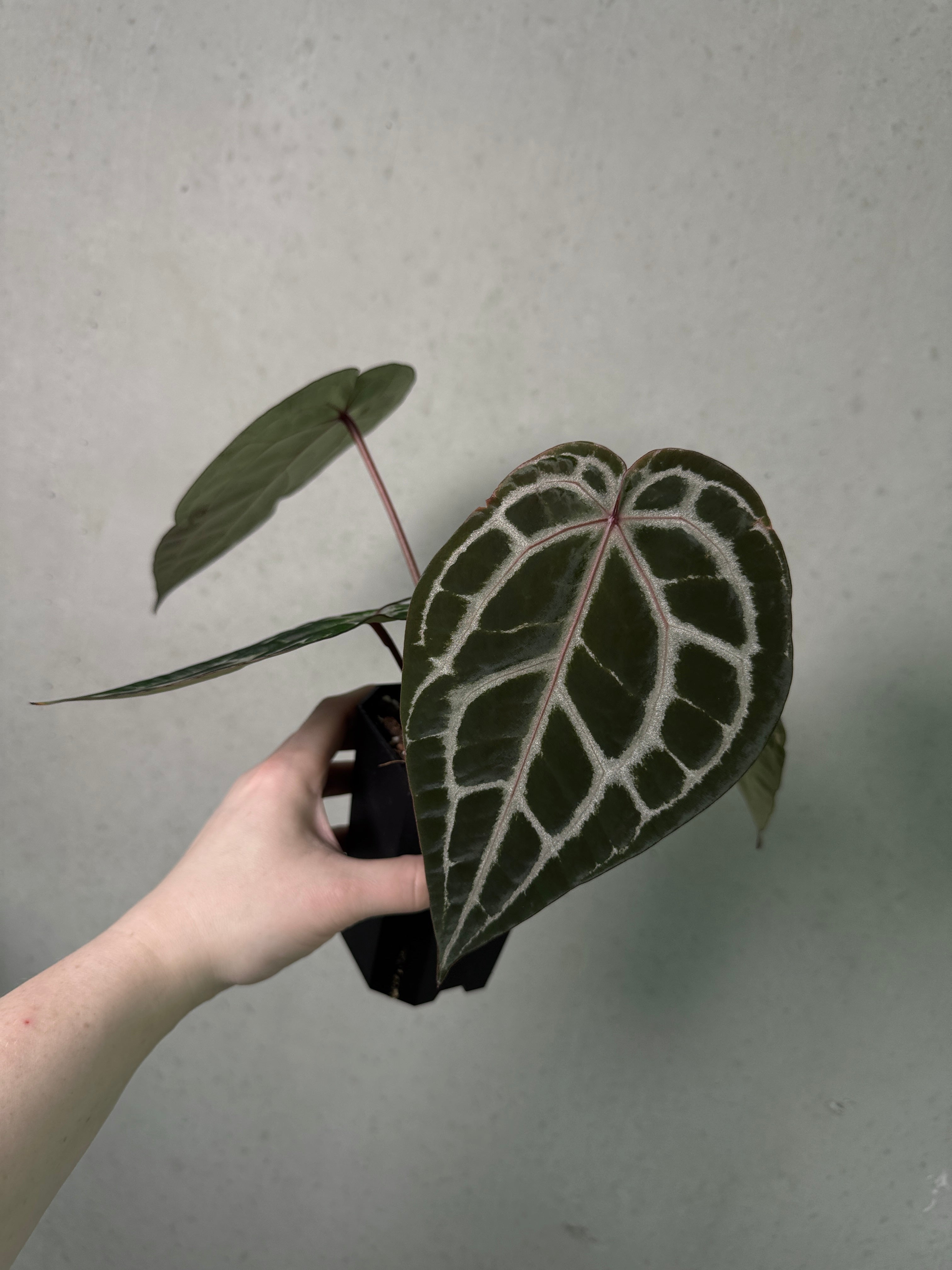 Anthurium Michelle
