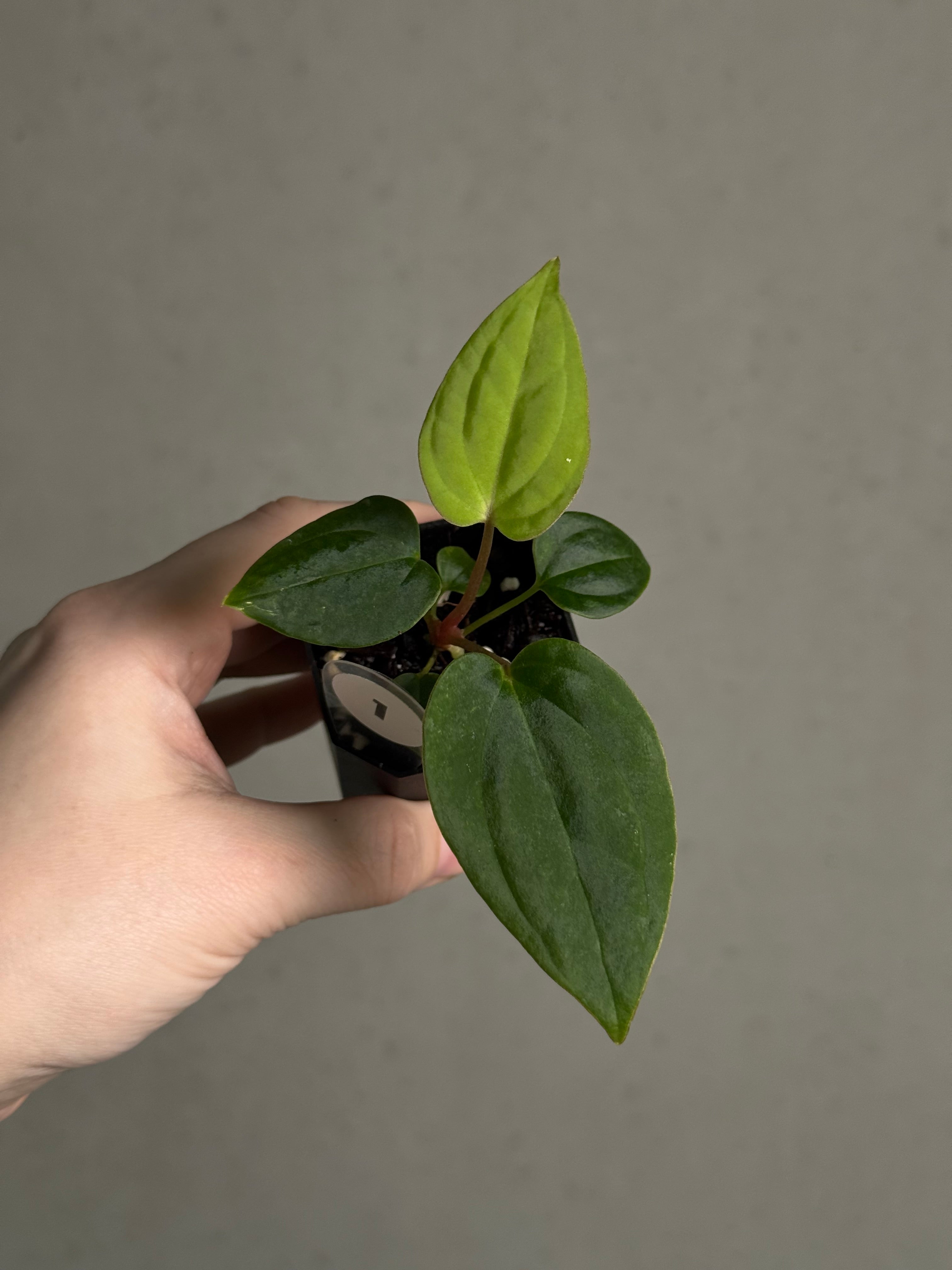 Anthurium BVEP ('Oliver' x self) x (‘Round' x 'Felix') - SMUKHI